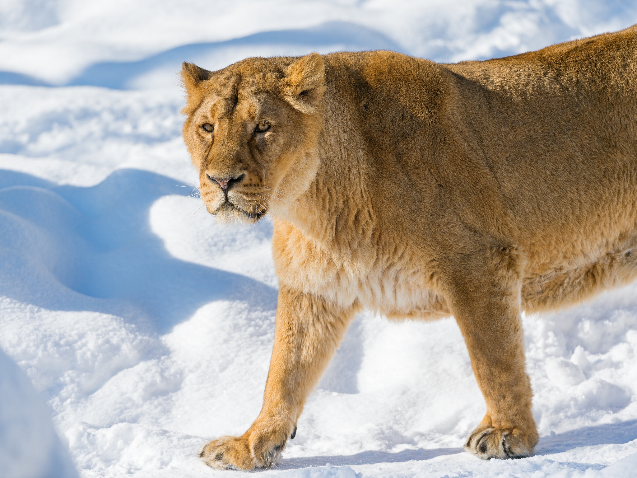 Download mobile wallpaper Animals, Anger, Muzzle, Snow, Lion, Lioness for free.