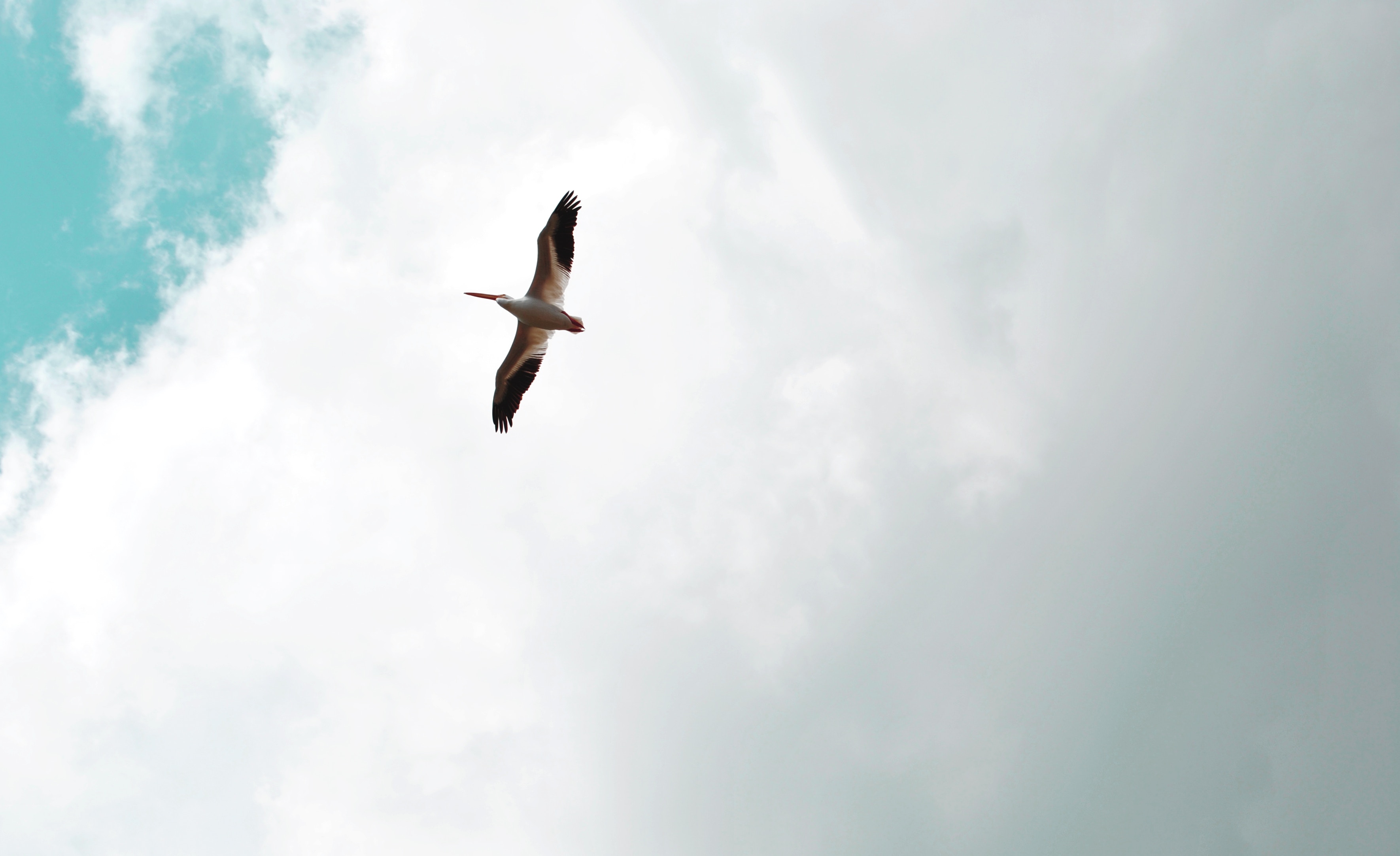 Скачать обои бесплатно Пеликан, Небо, Животные, Крылья, Птица, Полет картинка на рабочий стол ПК