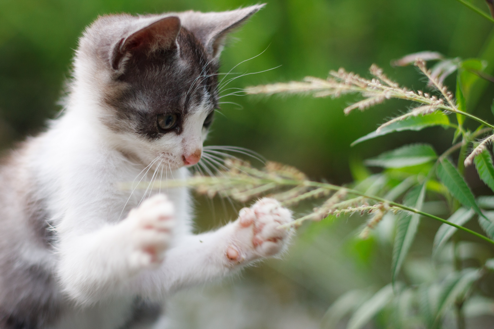 Download mobile wallpaper Cool, Paws, Grass, Kitty, Animals, Kitten for free.