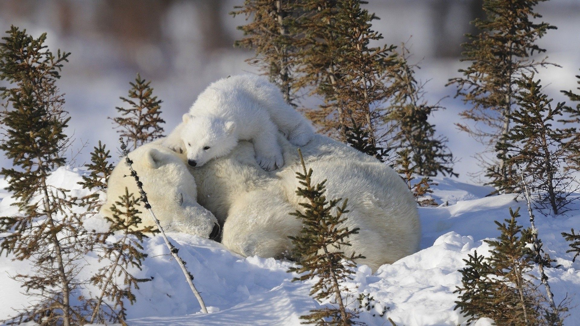 polar bears, animals, grass, snow, family, care, white bears