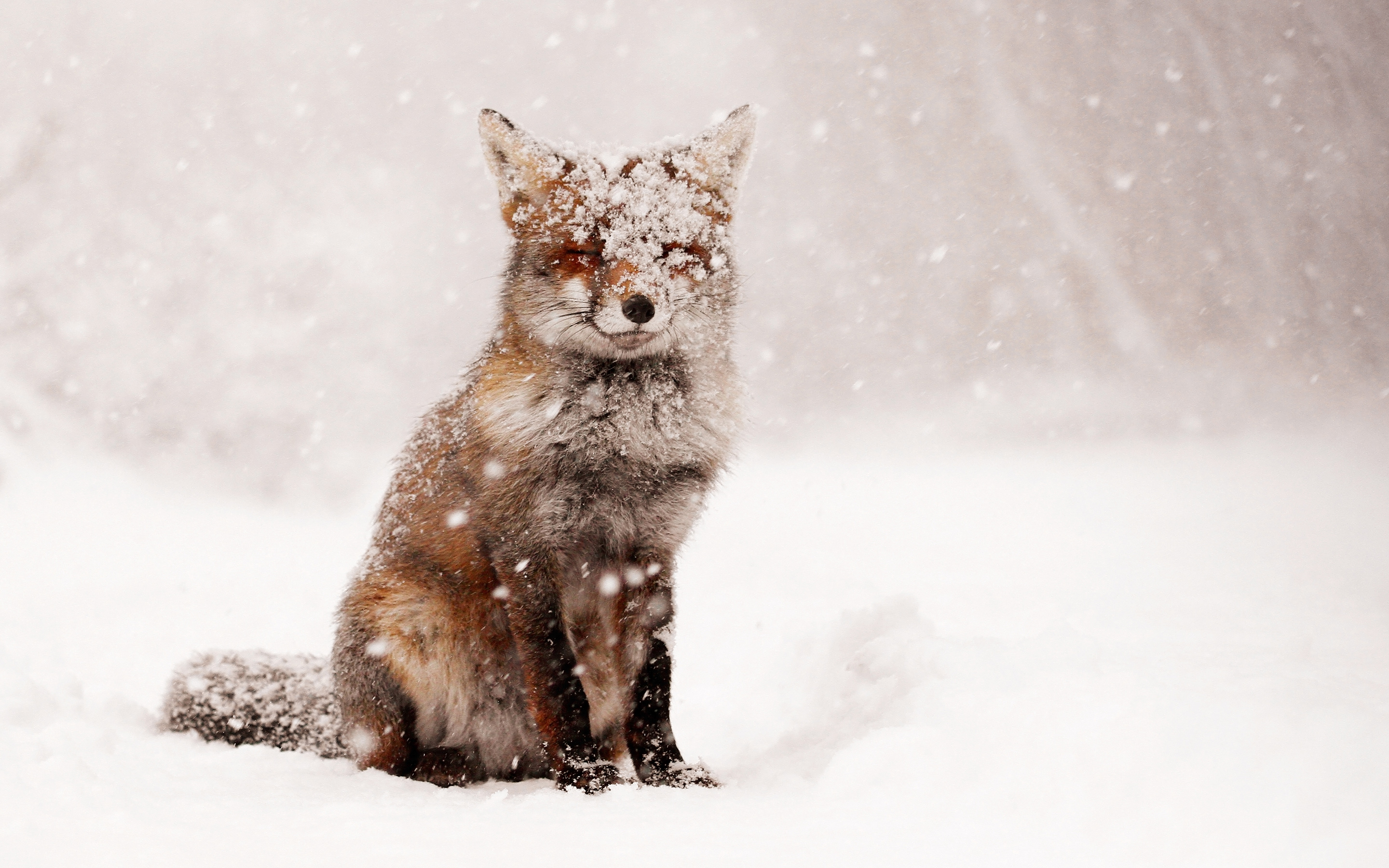 Животные перед зимой. Зимние животные. Зимние звери. Лиса зимой. Лиса в снегу.