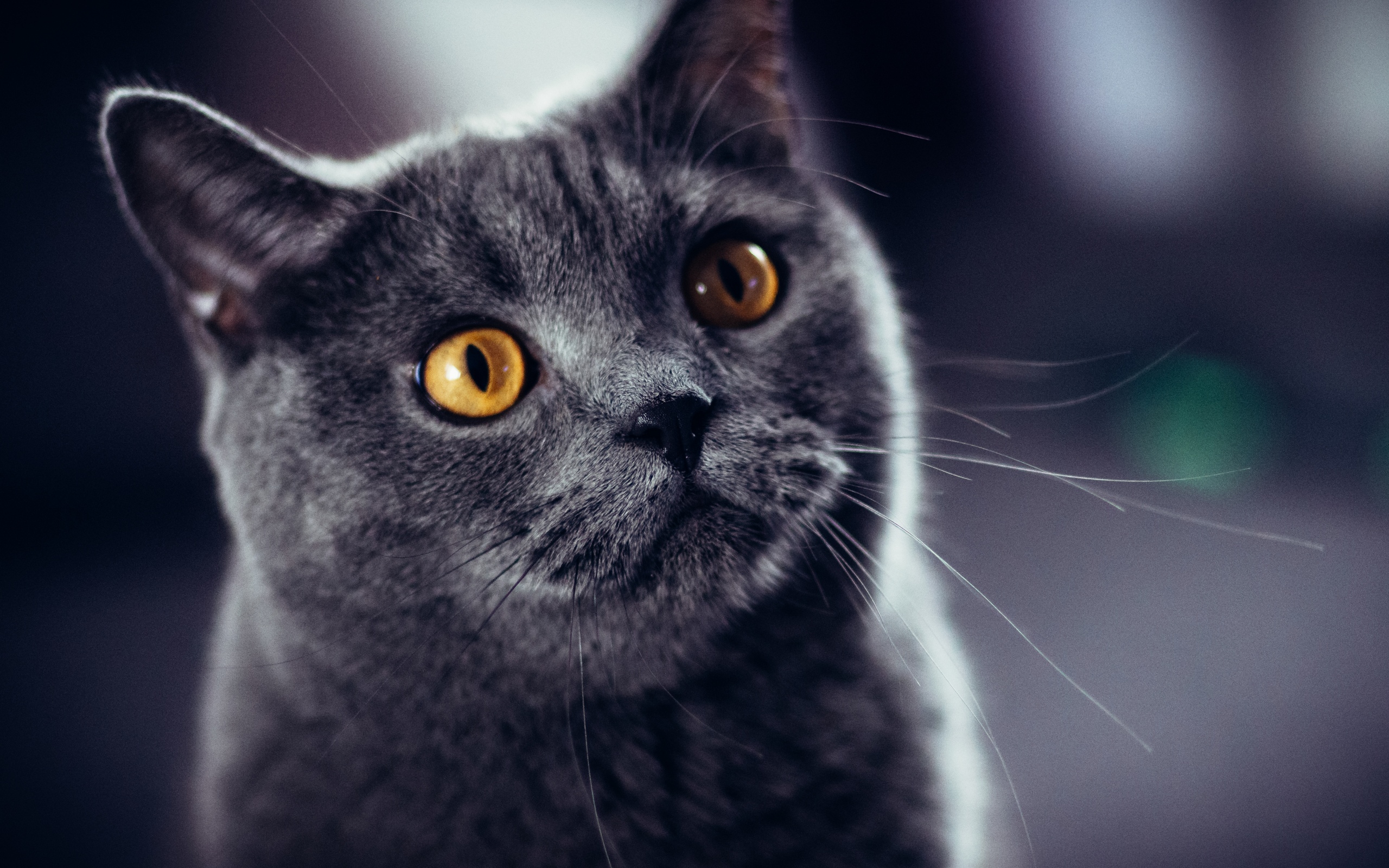 Серая Британская кошка с желтыми глазами