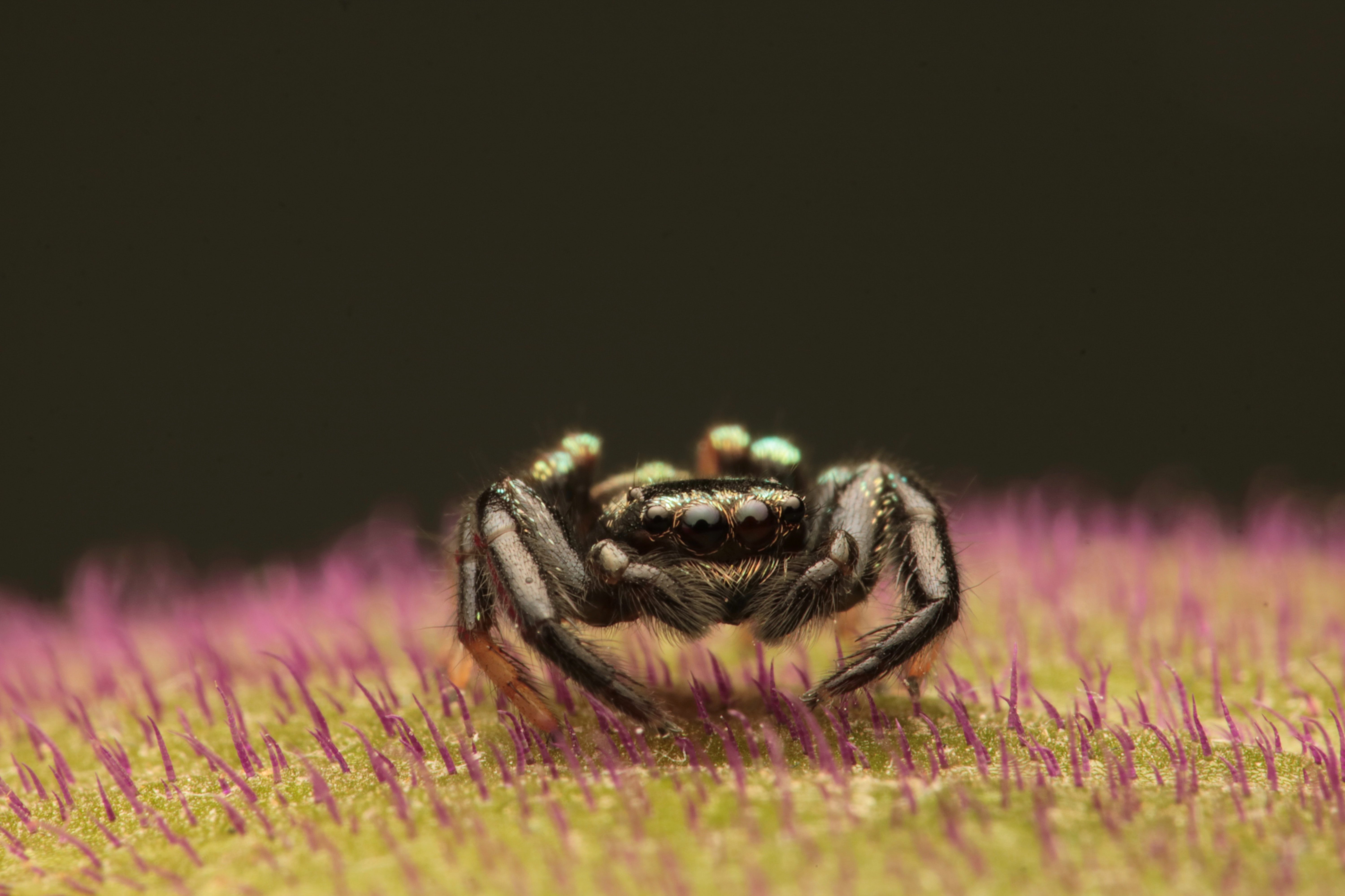 black, macro, small, spider