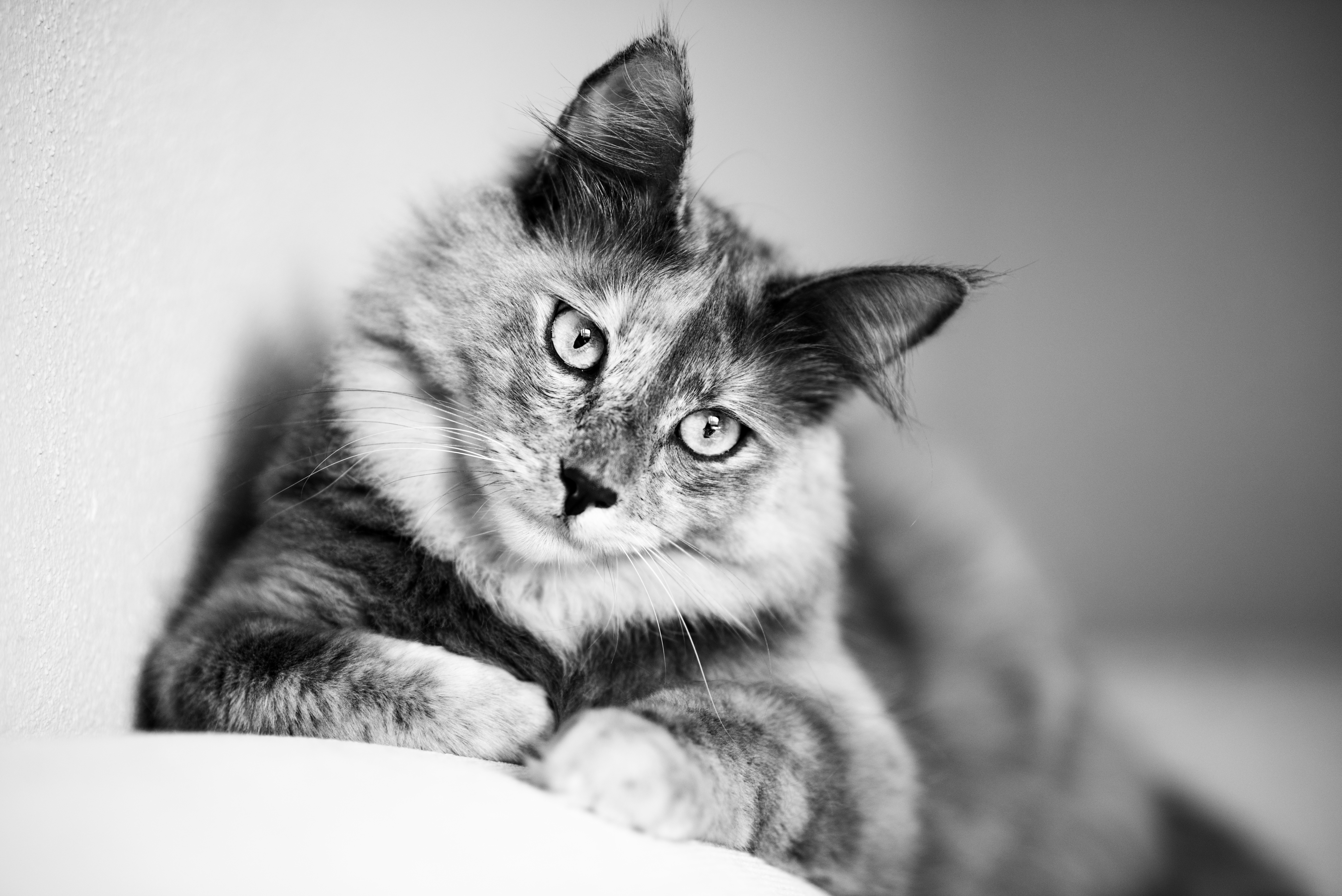 Черно белые фото кошек в отличном качестве