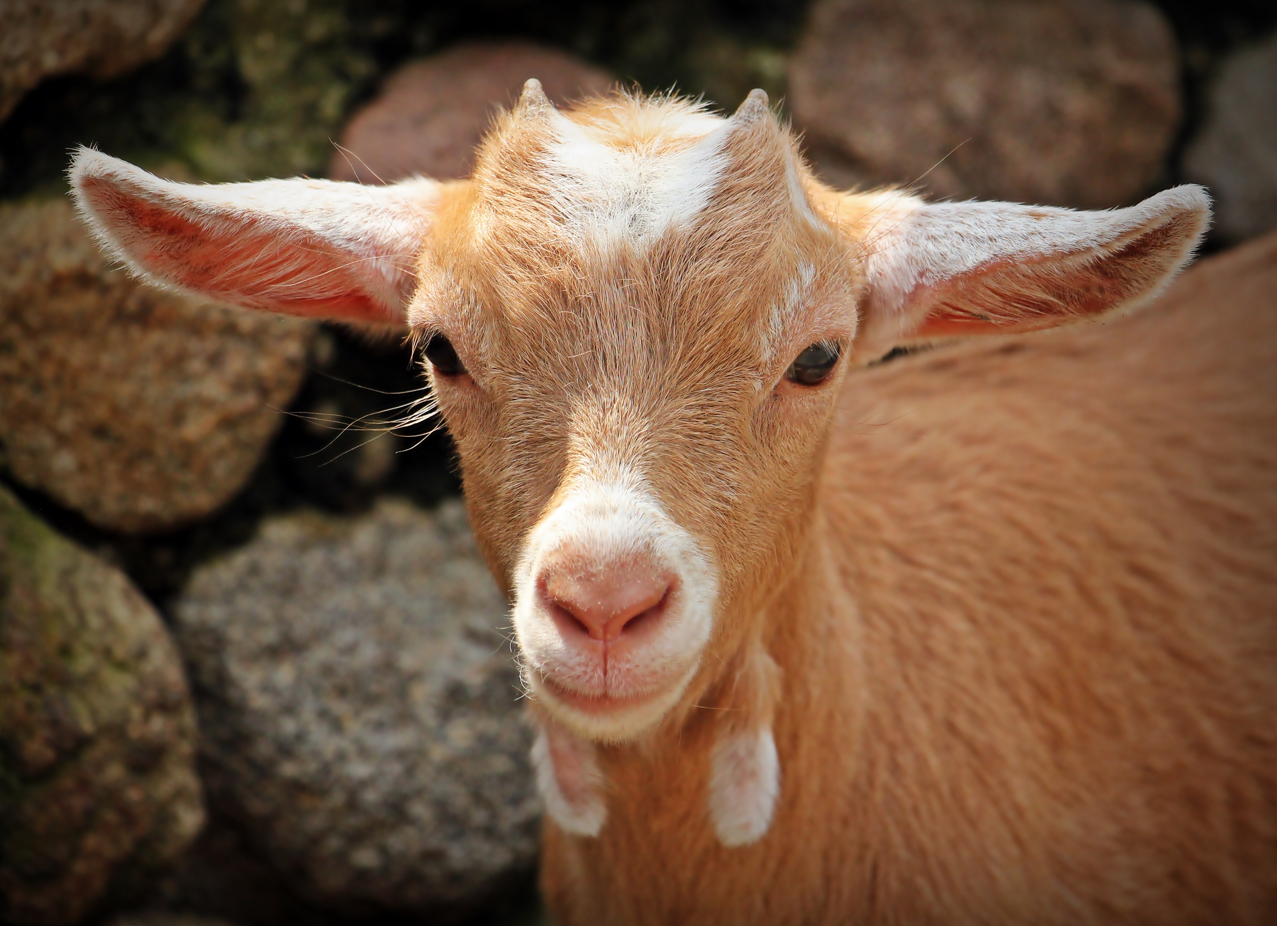 Download mobile wallpaper Muzzle, Young, Animals, Goat for free.