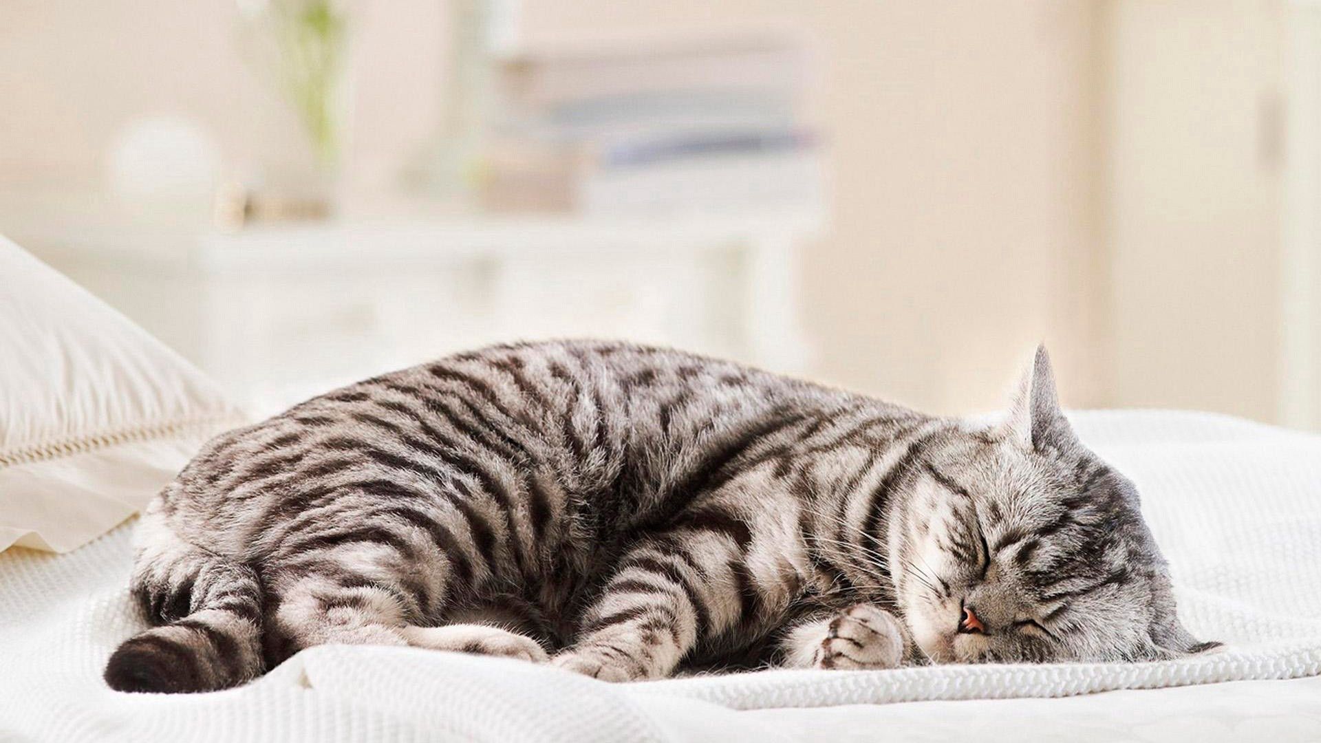 Download mobile wallpaper Thick, To Lie Down, Lie, Striped, Fat, Animals, Cat for free.