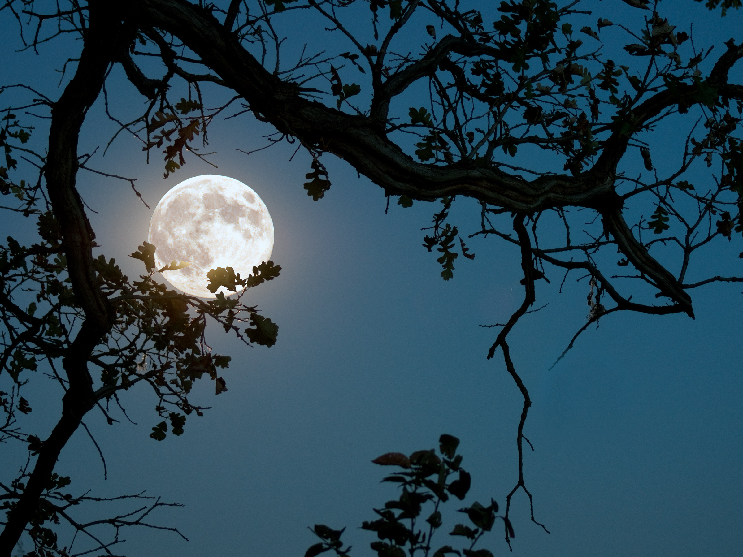 Night view of full moon and stars and silhouette of mountains with deer 4K  wallpaper download