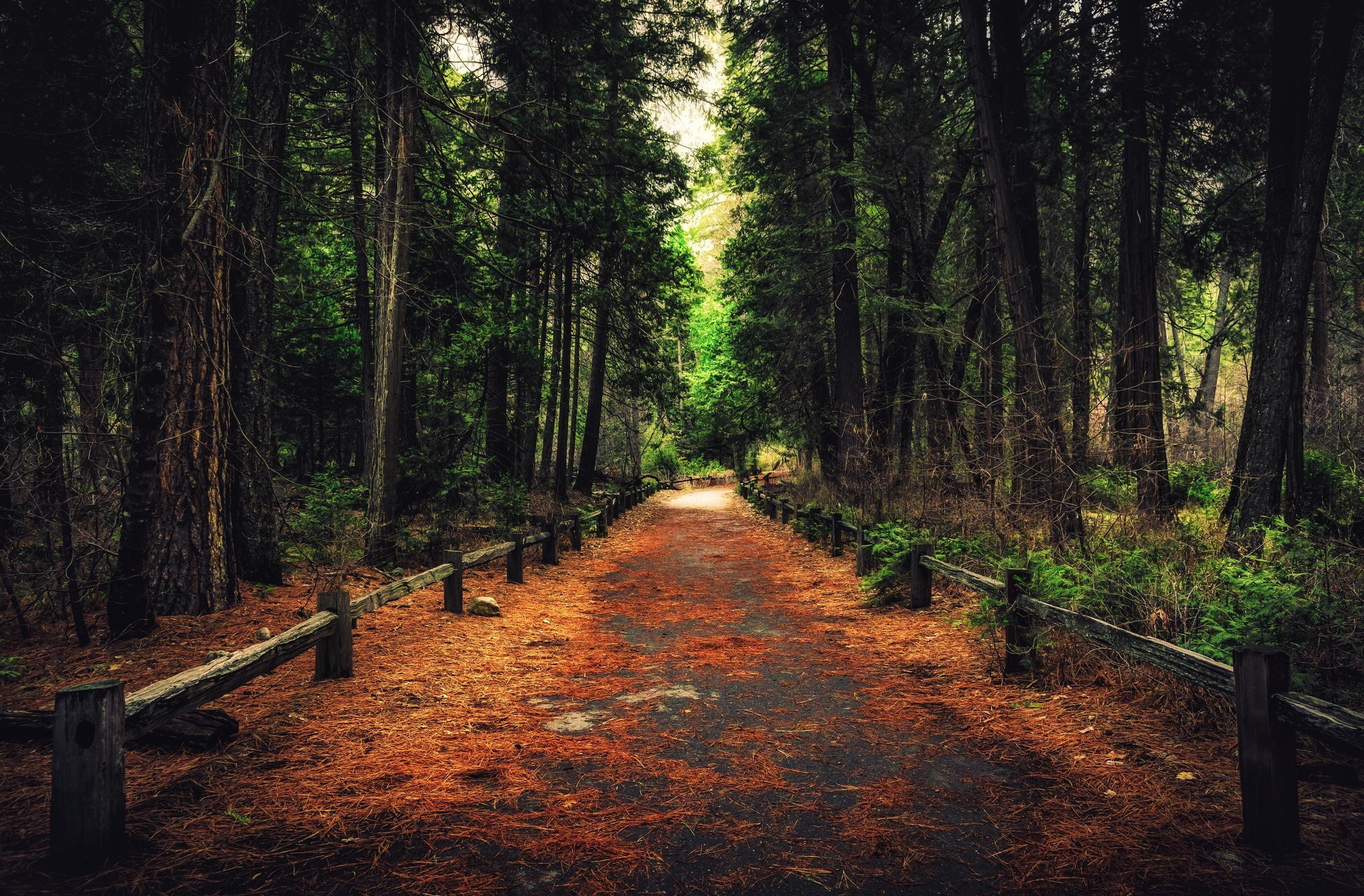 earth, path, alley, fall, forest, pine High Definition image