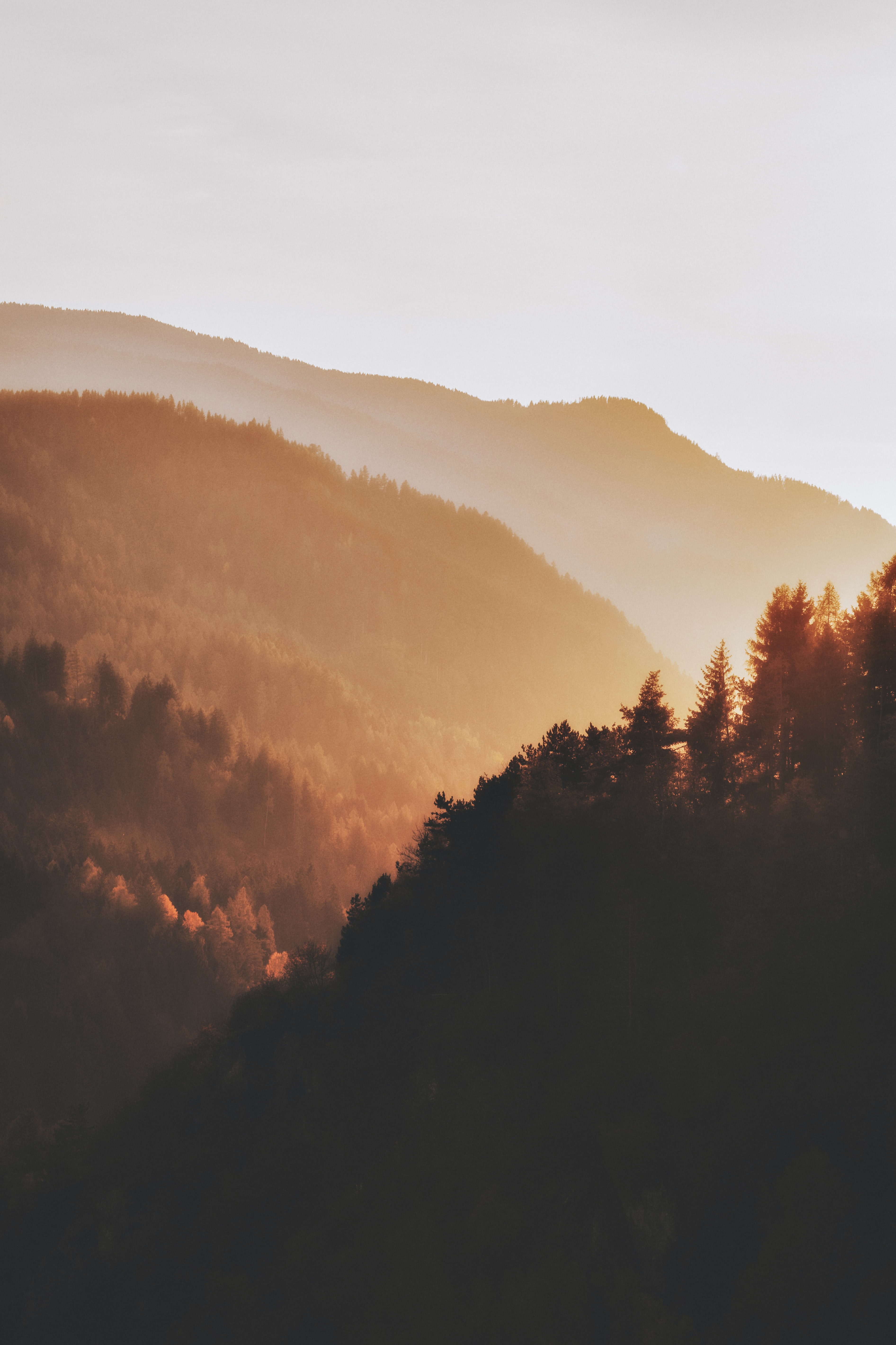 sunset, nature, trees, forest, hills