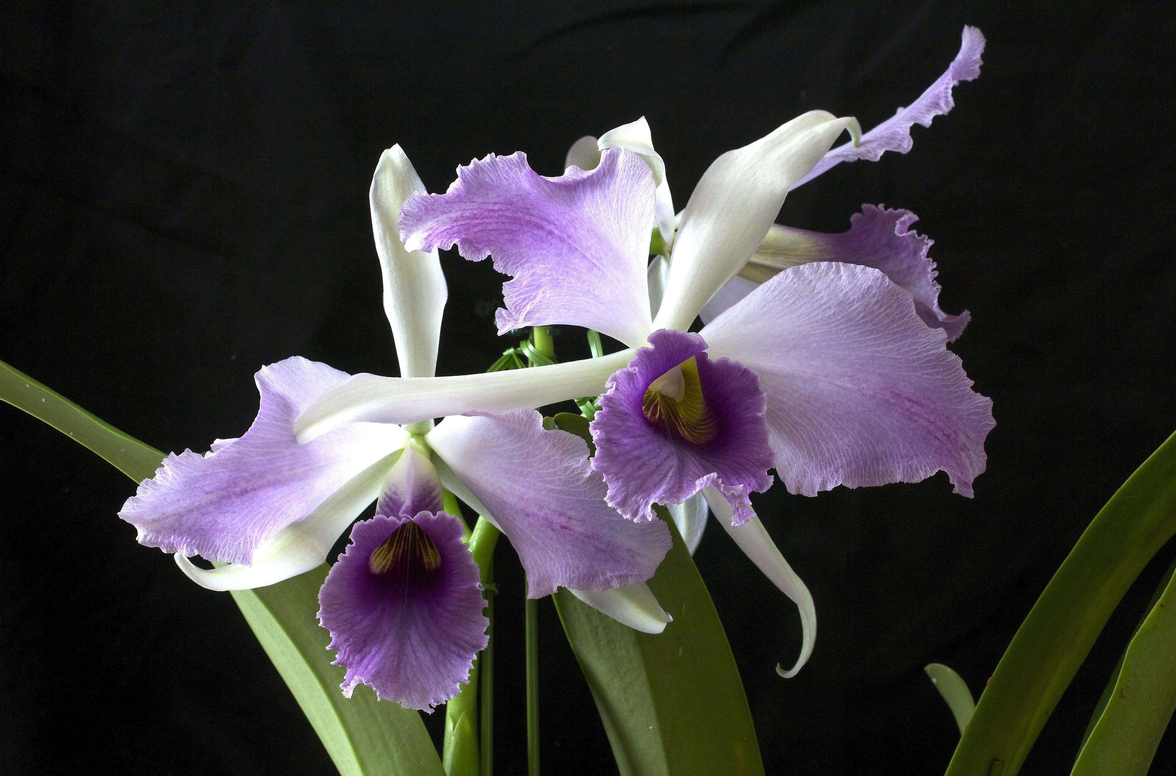 90366 descargar imagen orquídea, flores, flor, de cerca, primer plano, fondo negro, exótico, exóticos: fondos de pantalla y protectores de pantalla gratis