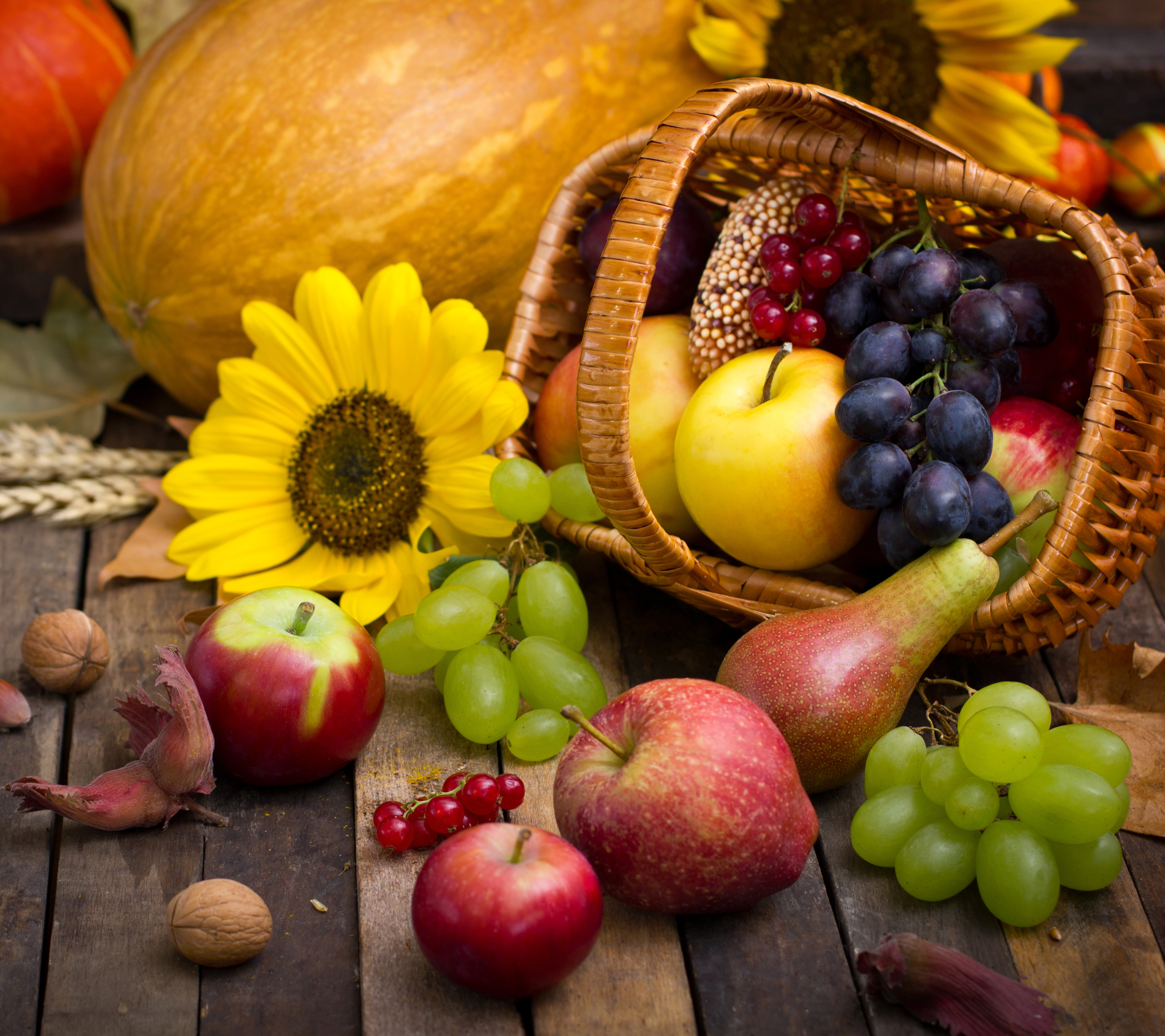 food, still life, pear, fall, sunflower, harvest, apple, grapes HD wallpaper