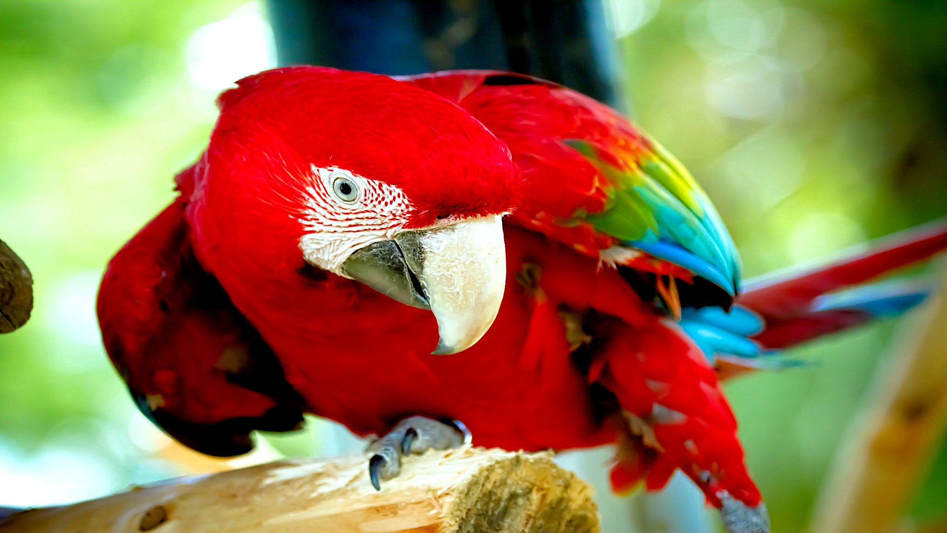 314569壁紙のダウンロード動物, 赤と緑のコンゴウインコ, 鳥-スクリーンセーバーと写真を無料で