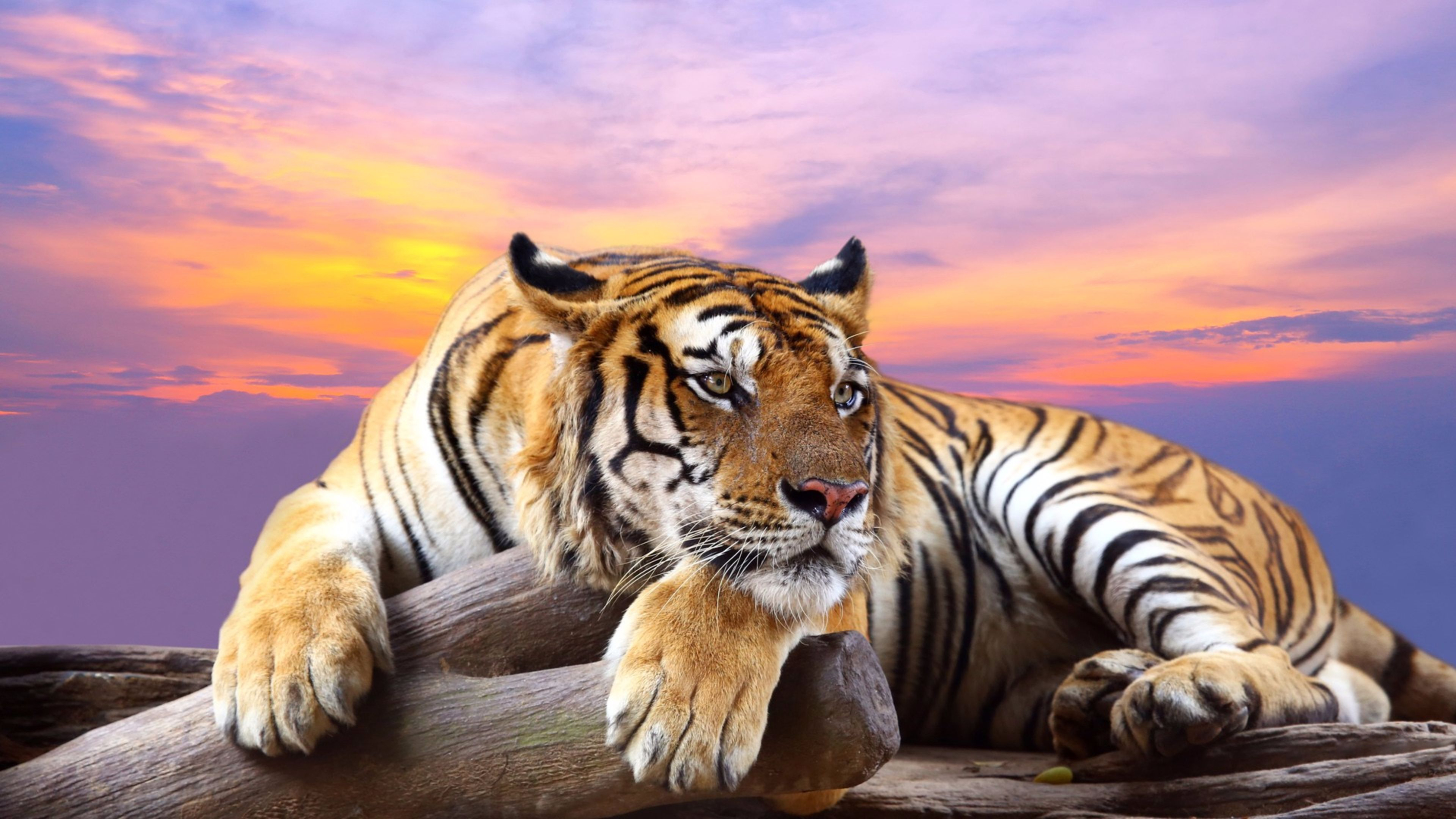 407307 免費下載壁紙 动物, 老虎, 休息, 日落, 猫 屏保和圖片