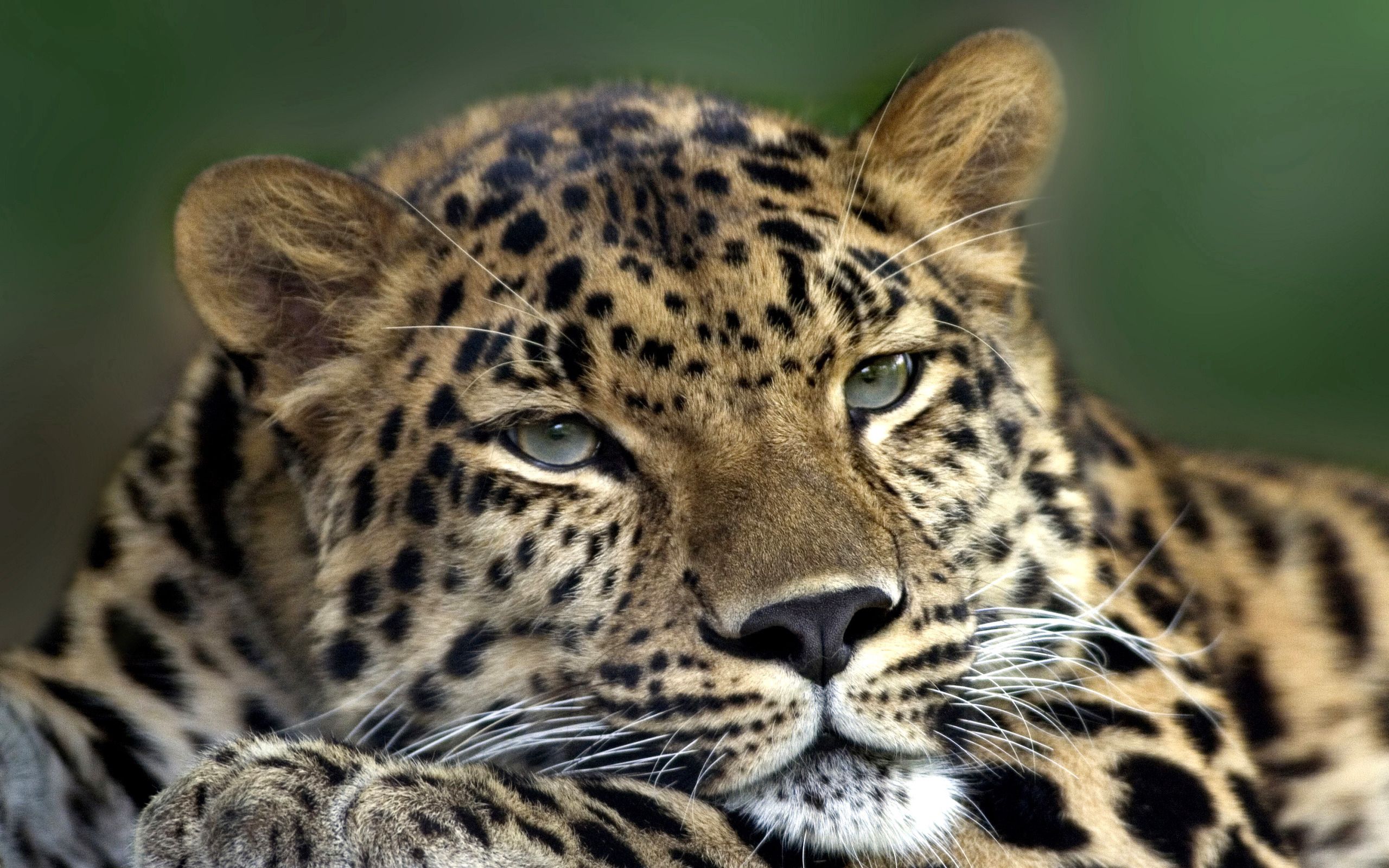 139540 Hintergrundbild herunterladen tiere, leopard, sich hinlegen, liegen, schnauze, raubtier, predator, traurigkeit, sicht, meinung, trauer - Bildschirmschoner und Bilder kostenlos
