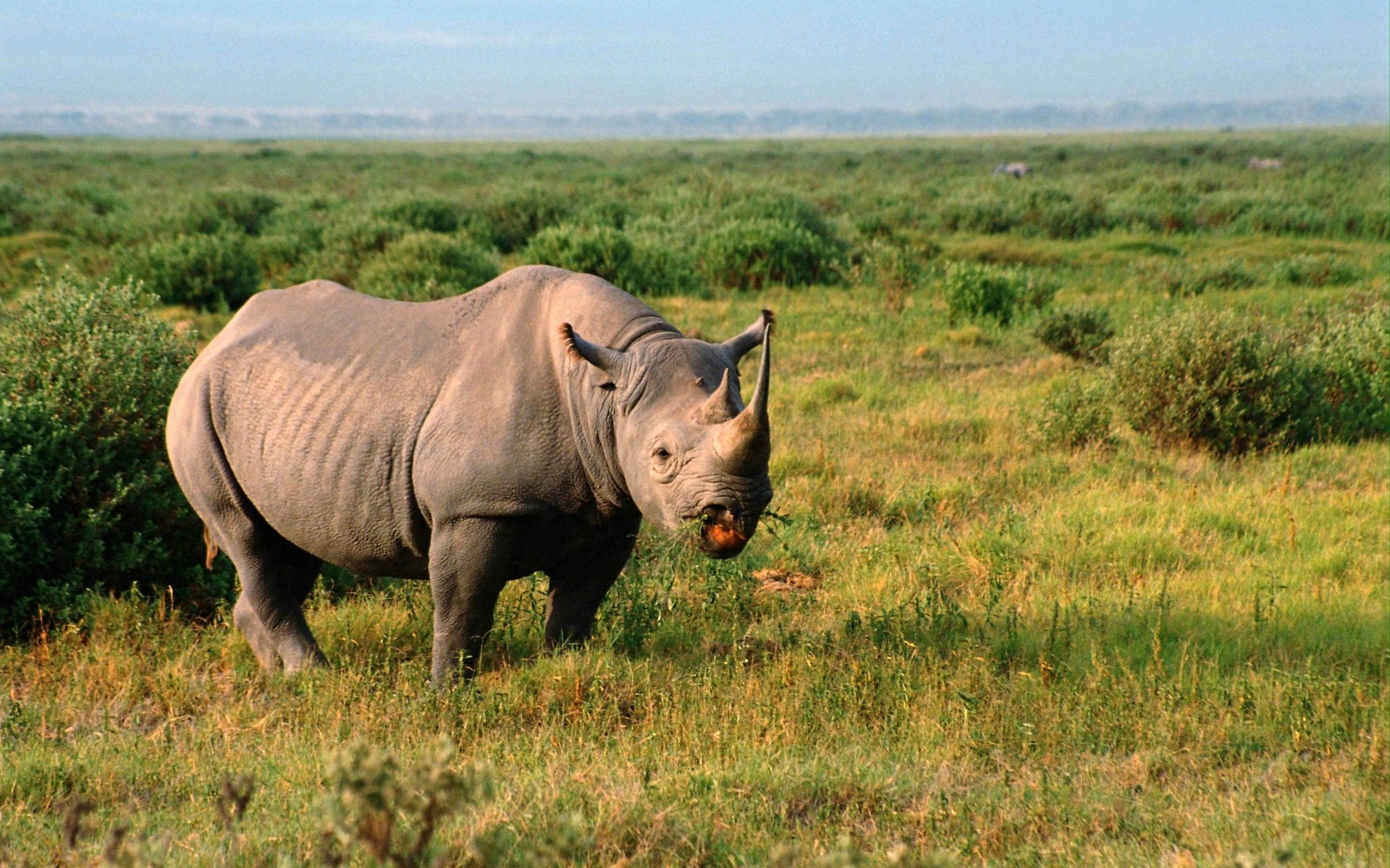 Носорог природная зона. Носорог в Африке. Африка Саванна носорог. Животные жарких стран. Звери Африки.