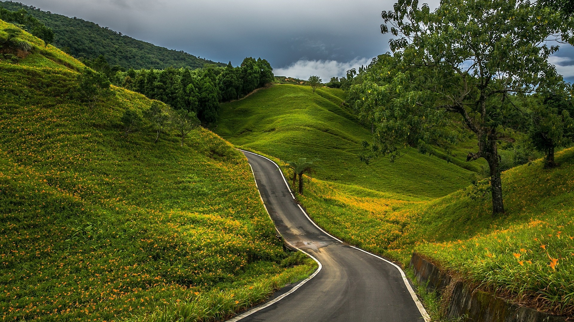 road, man made, country, green, tree