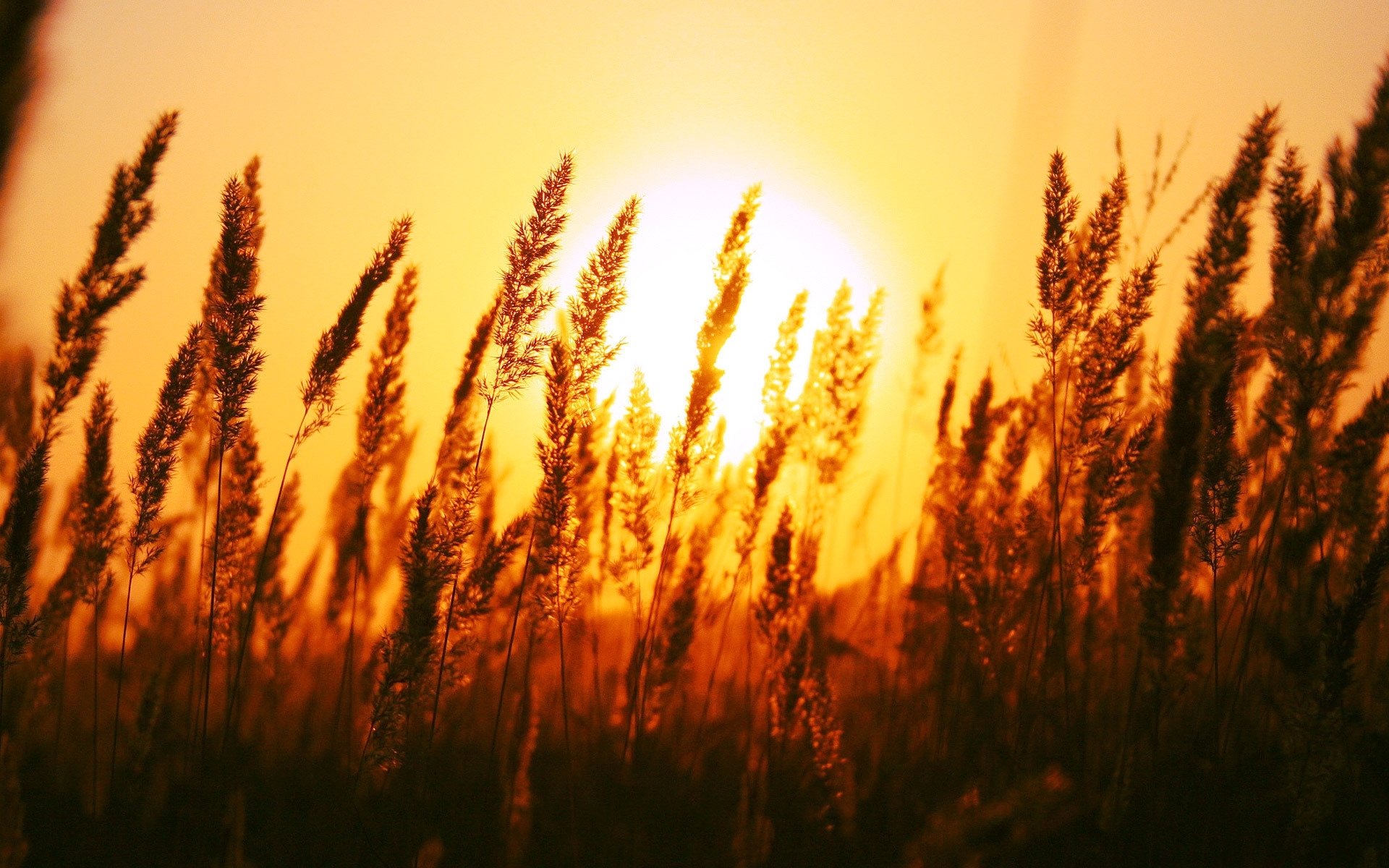 Download mobile wallpaper Landscape, Sunset, Wheat for free.