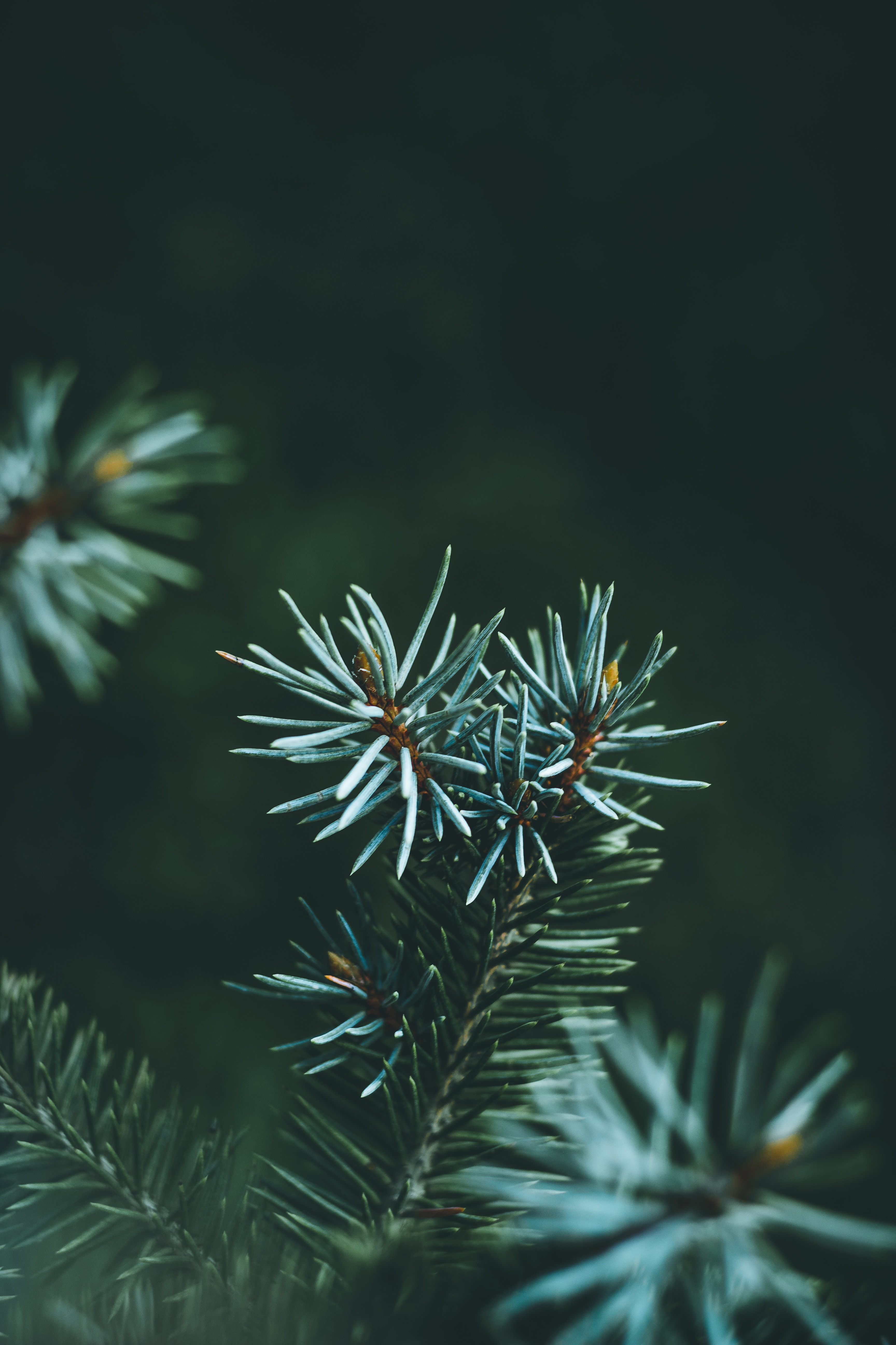 pine, green, macro, branch, needles