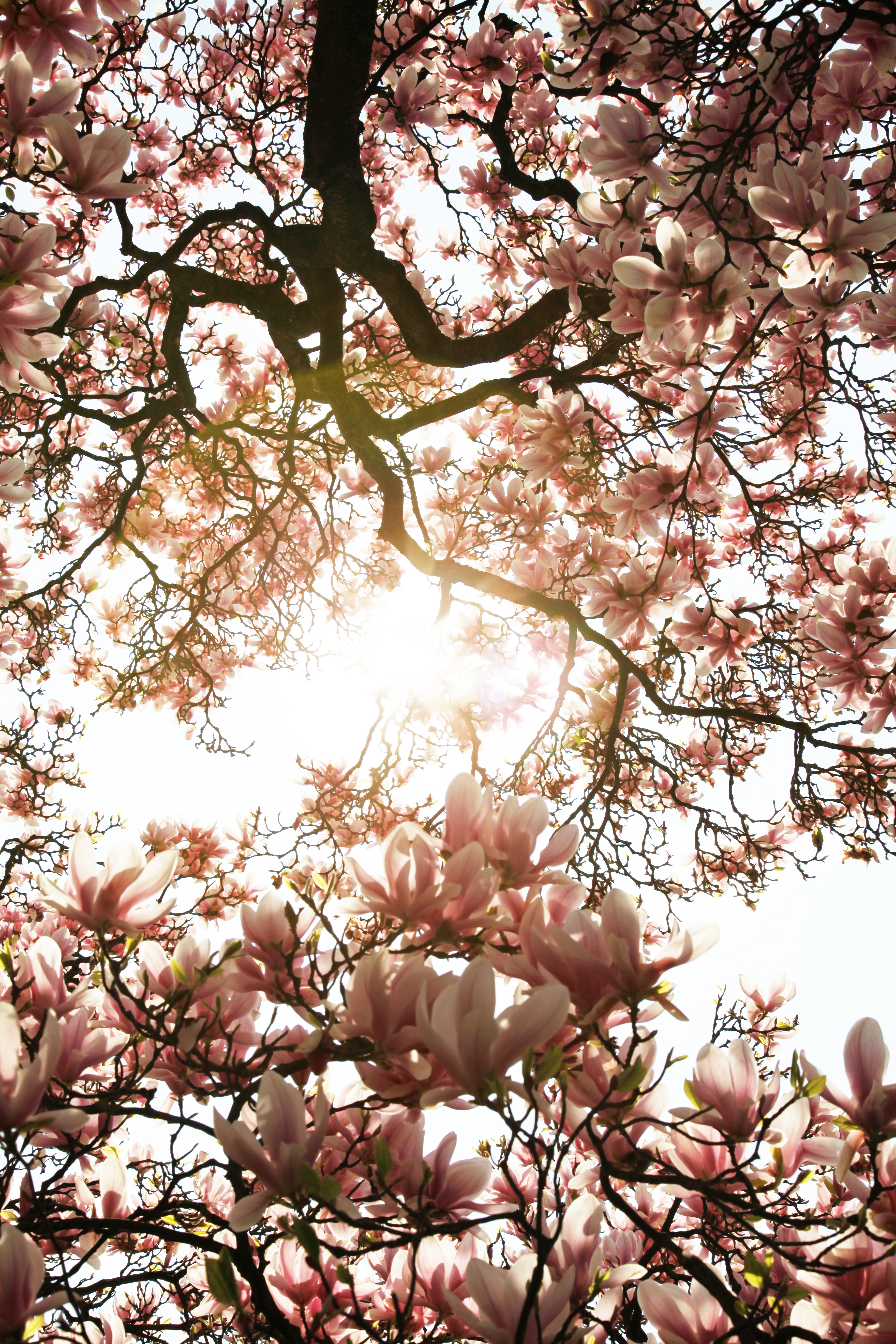 66726 Hintergrundbild herunterladen magnolia, magnolie, blumen, rosa, holz, baum, sonnenlicht - Bildschirmschoner und Bilder kostenlos