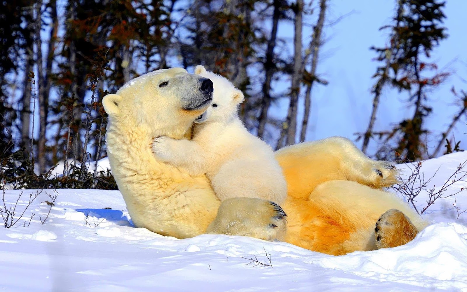 401431 baixar imagens animais, urso polar, filhote, abraçar, fofo, abraço, amor, ursos - papéis de parede e protetores de tela gratuitamente
