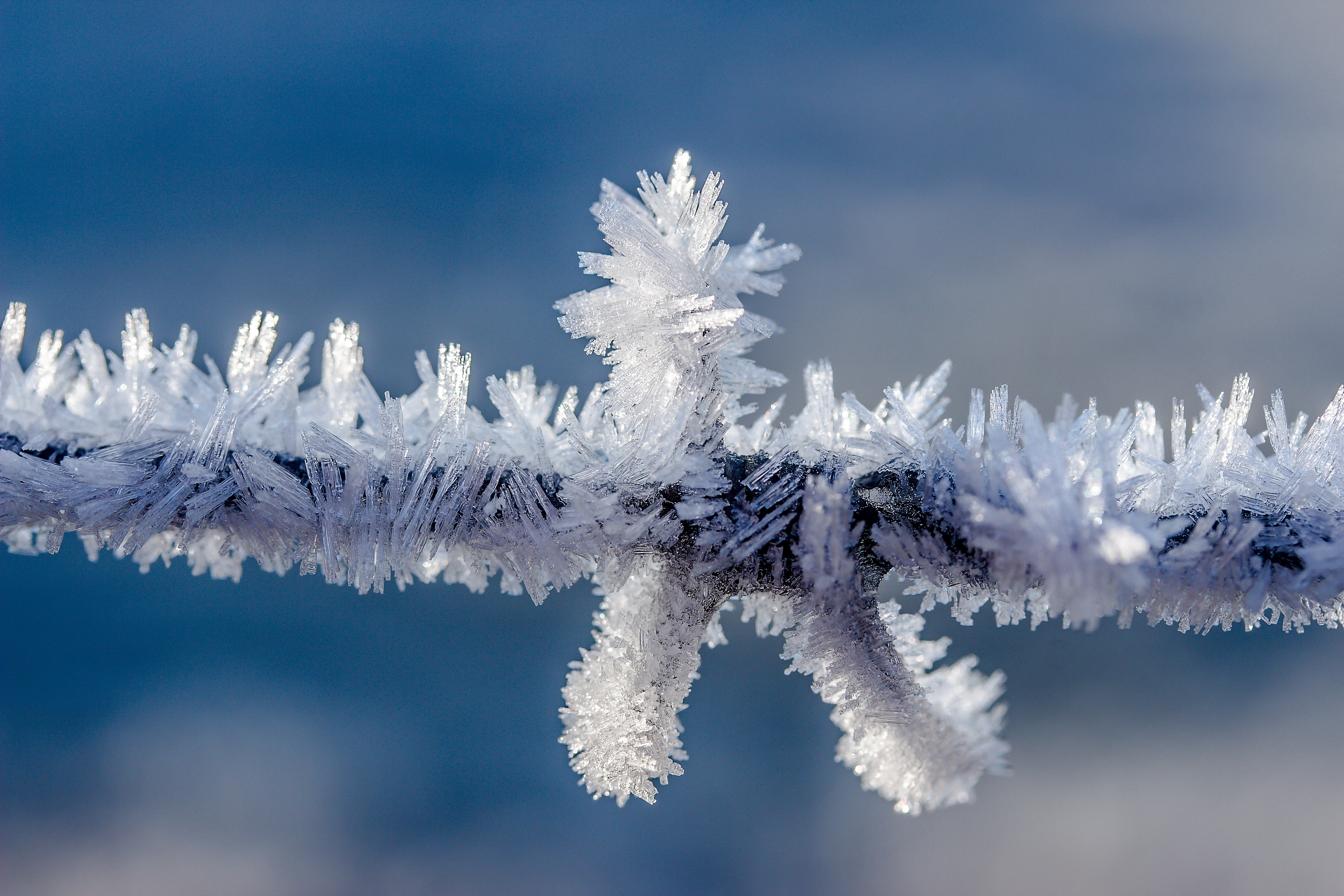 136416 Hintergrundbild herunterladen winter, makro, ast, zweig, frost, rauhreif - Bildschirmschoner und Bilder kostenlos