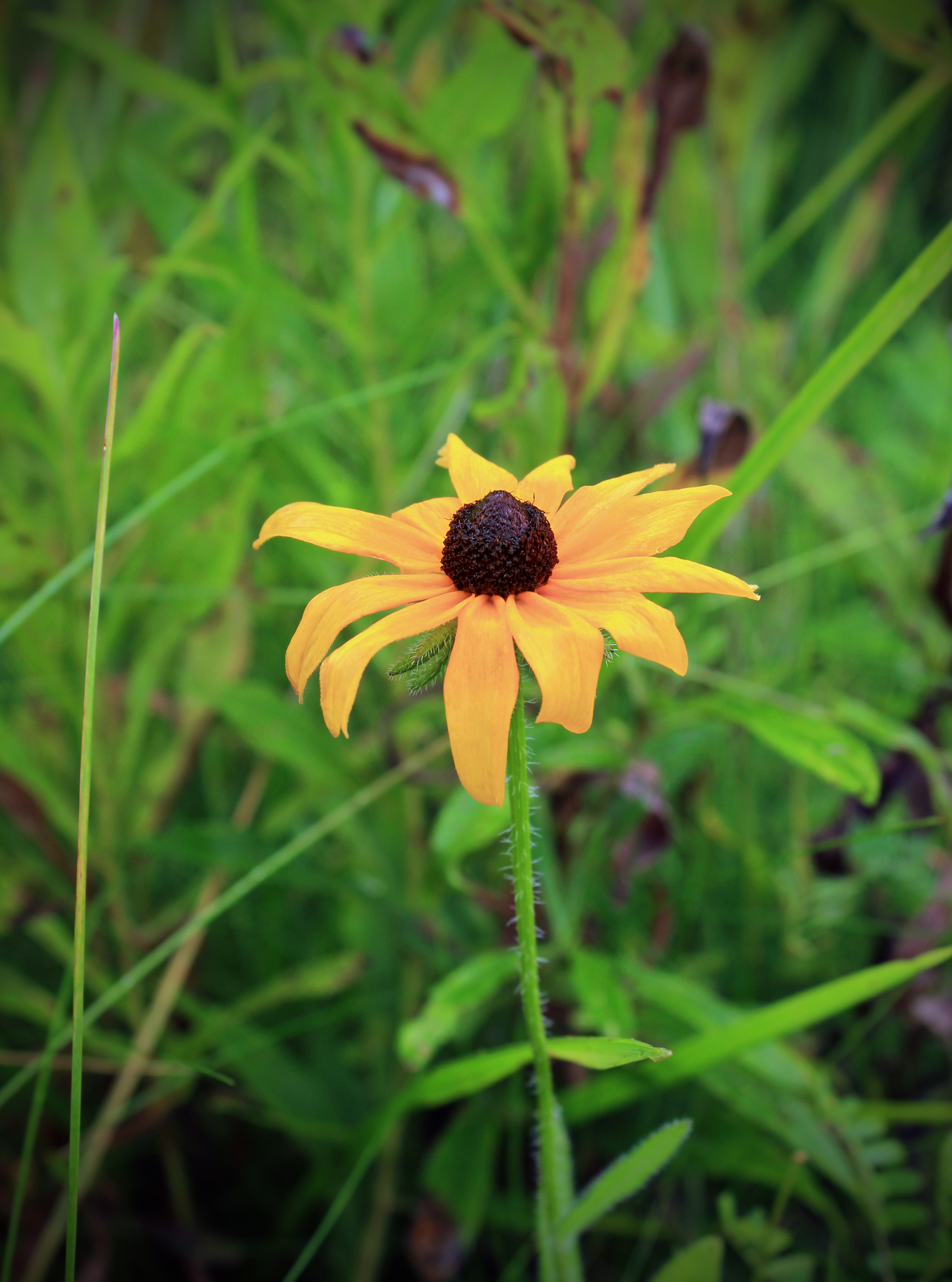 Download mobile wallpaper Rudbeckia Hairy, Rudbekia Hairy, Flower, Smooth, Flowers, Blur for free.