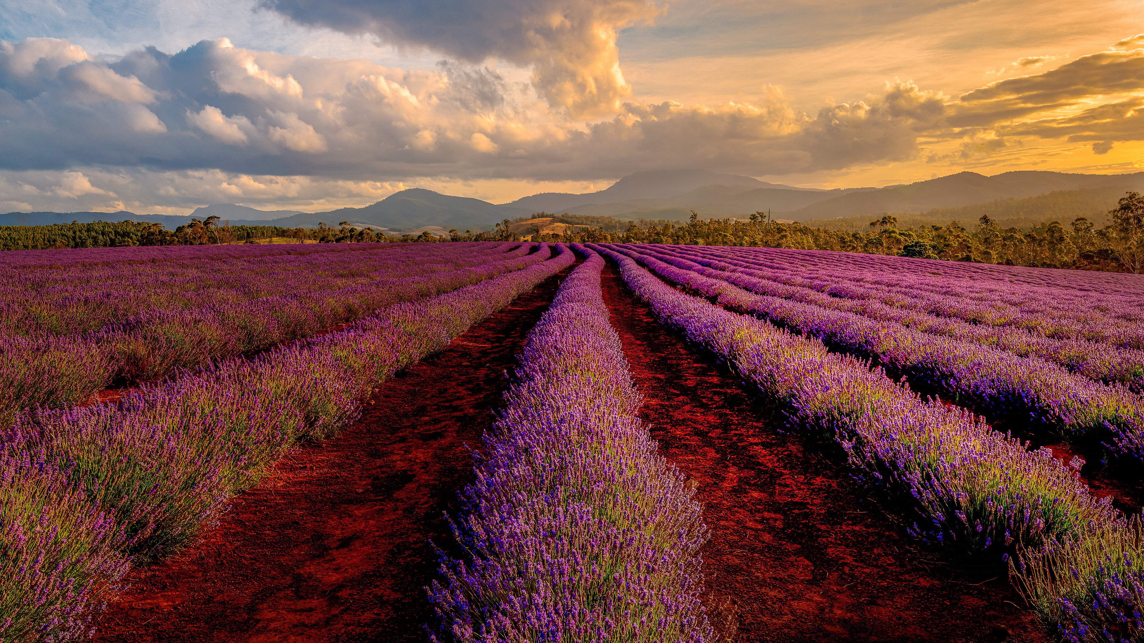 earth, lavender, cloud, field, flower, mountain, path, plantation, flowers