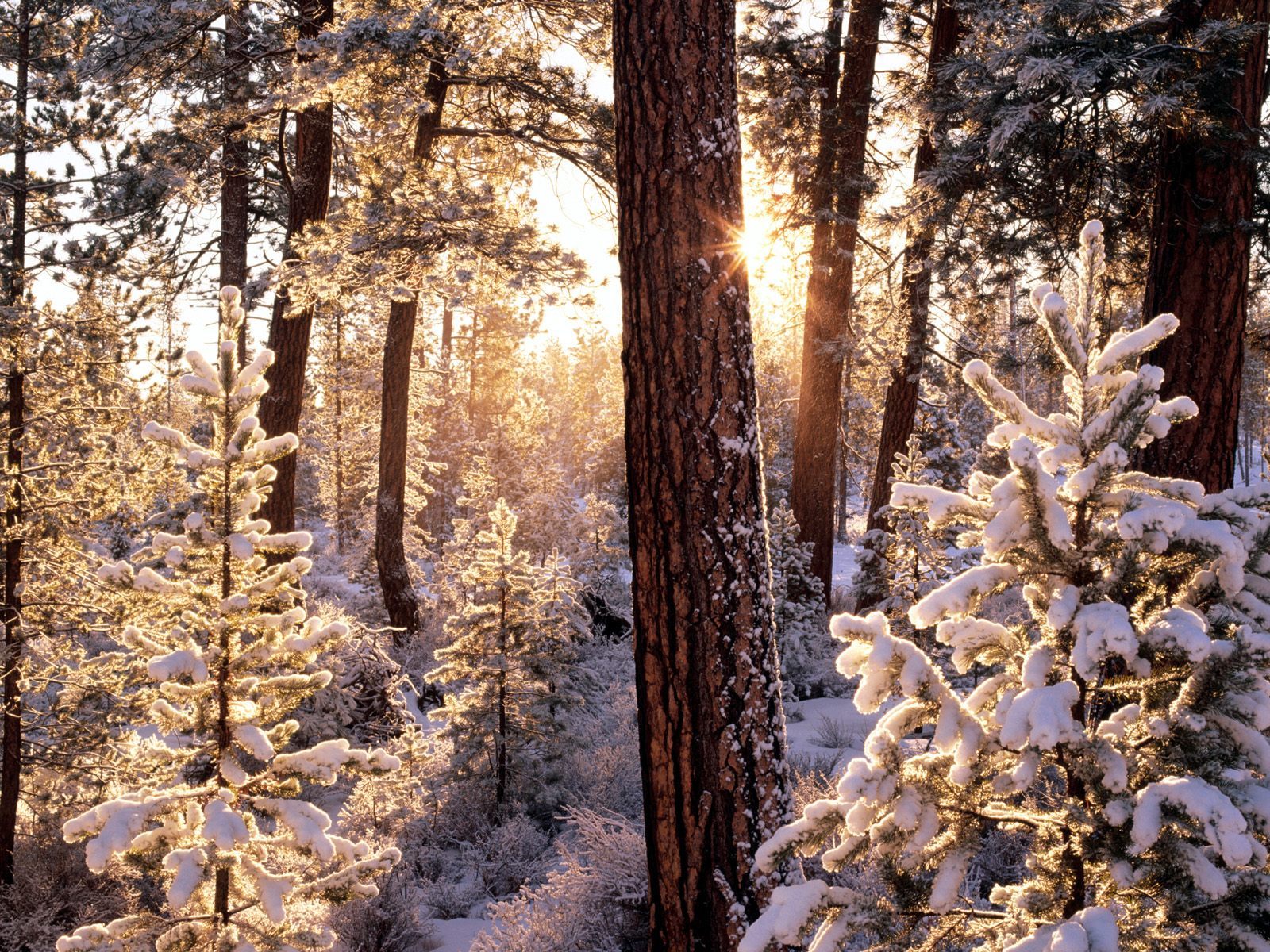12312 завантажити шпалери пейзаж, зима, дерева, сніг, ялинки - заставки і картинки безкоштовно