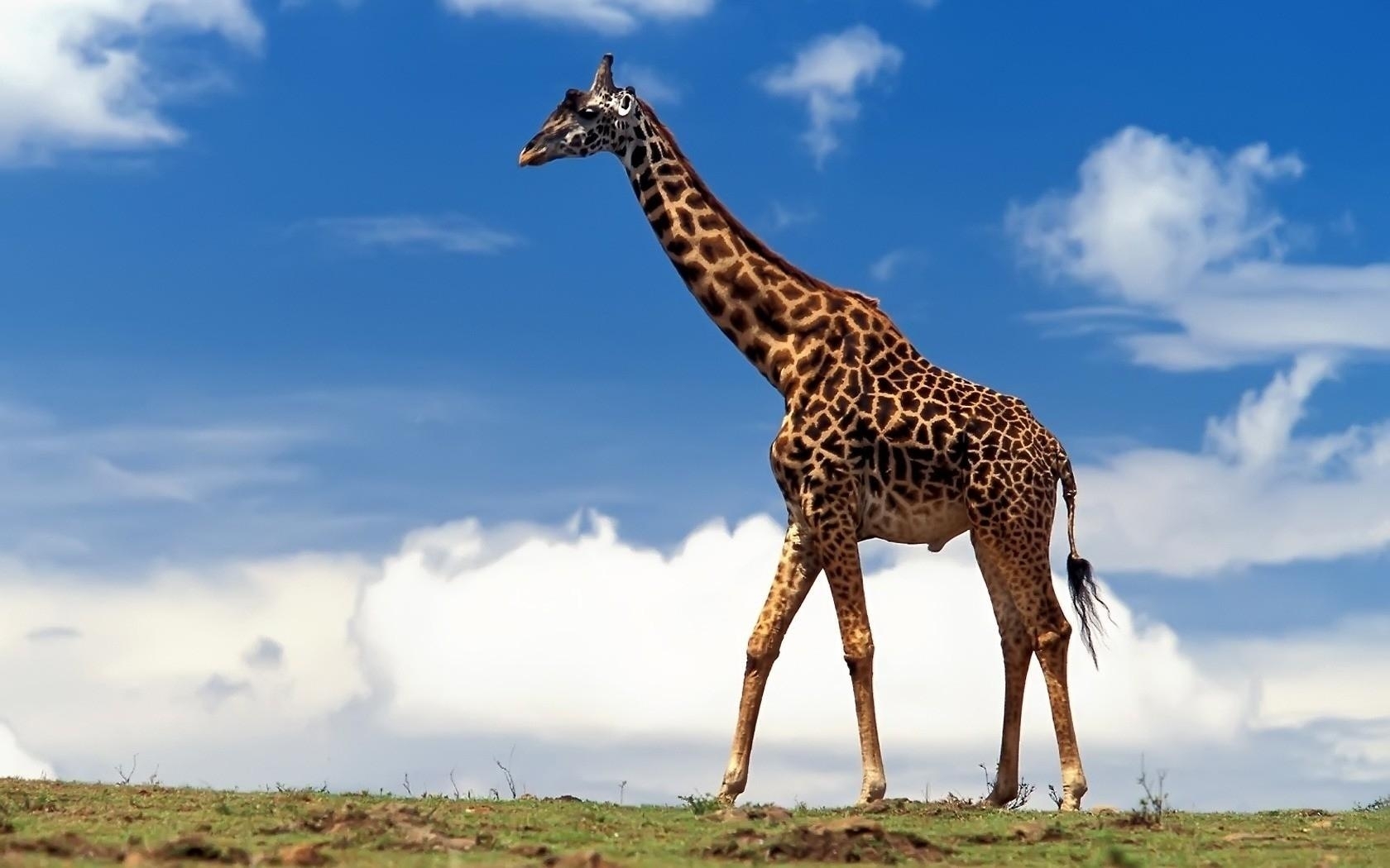 27952 завантажити шпалери тварини, жирафи - заставки і картинки безкоштовно