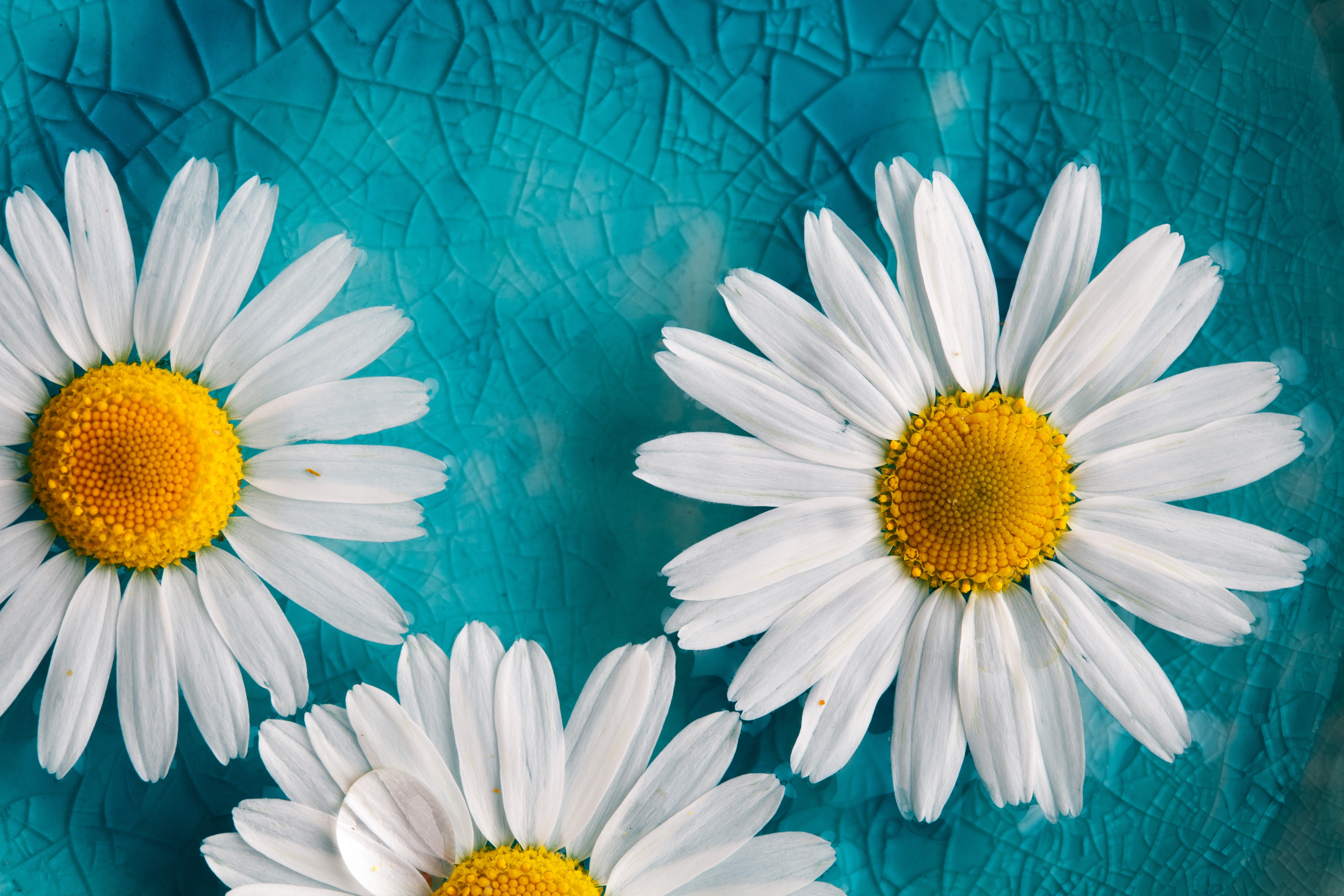camomile, daisy, glass, earth, blue, flower, nature, white flower, flowers