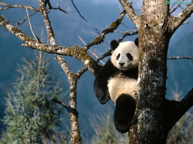 Download mobile wallpaper Animals, Pandas for free.