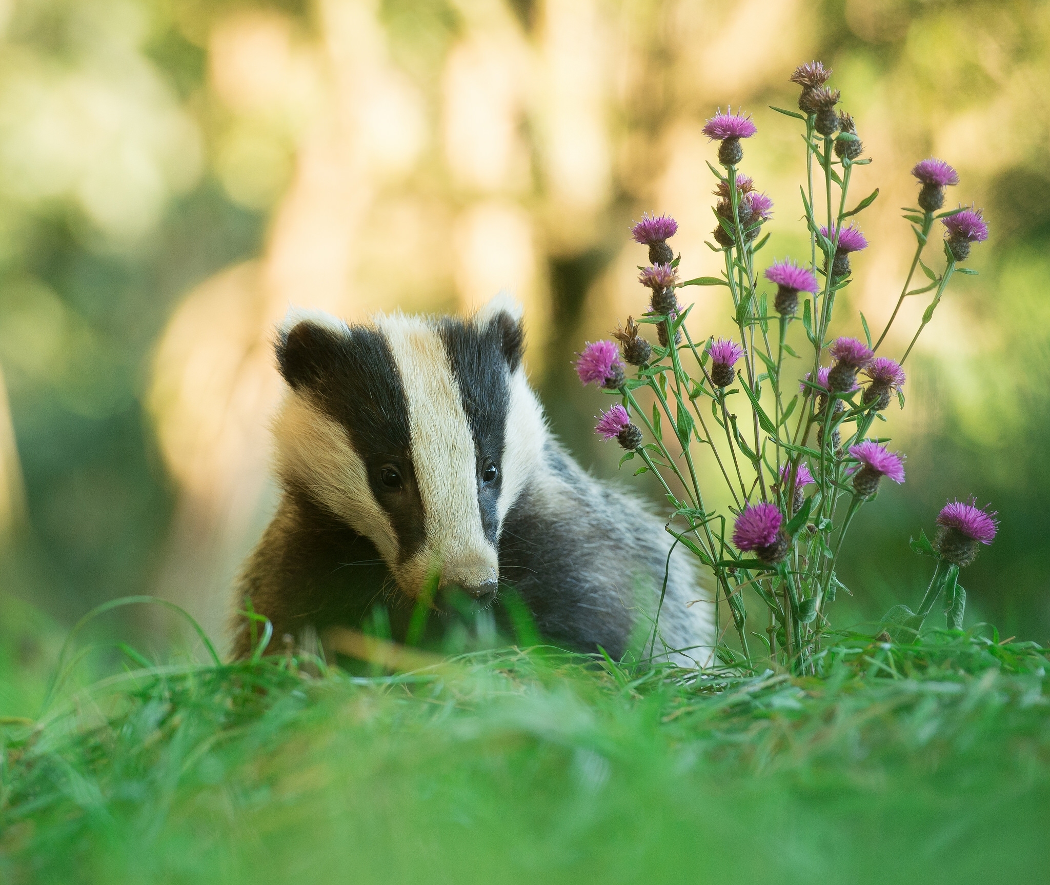 Cute Badger Images  Browse 102796 Stock Photos Vectors and Video   Adobe Stock