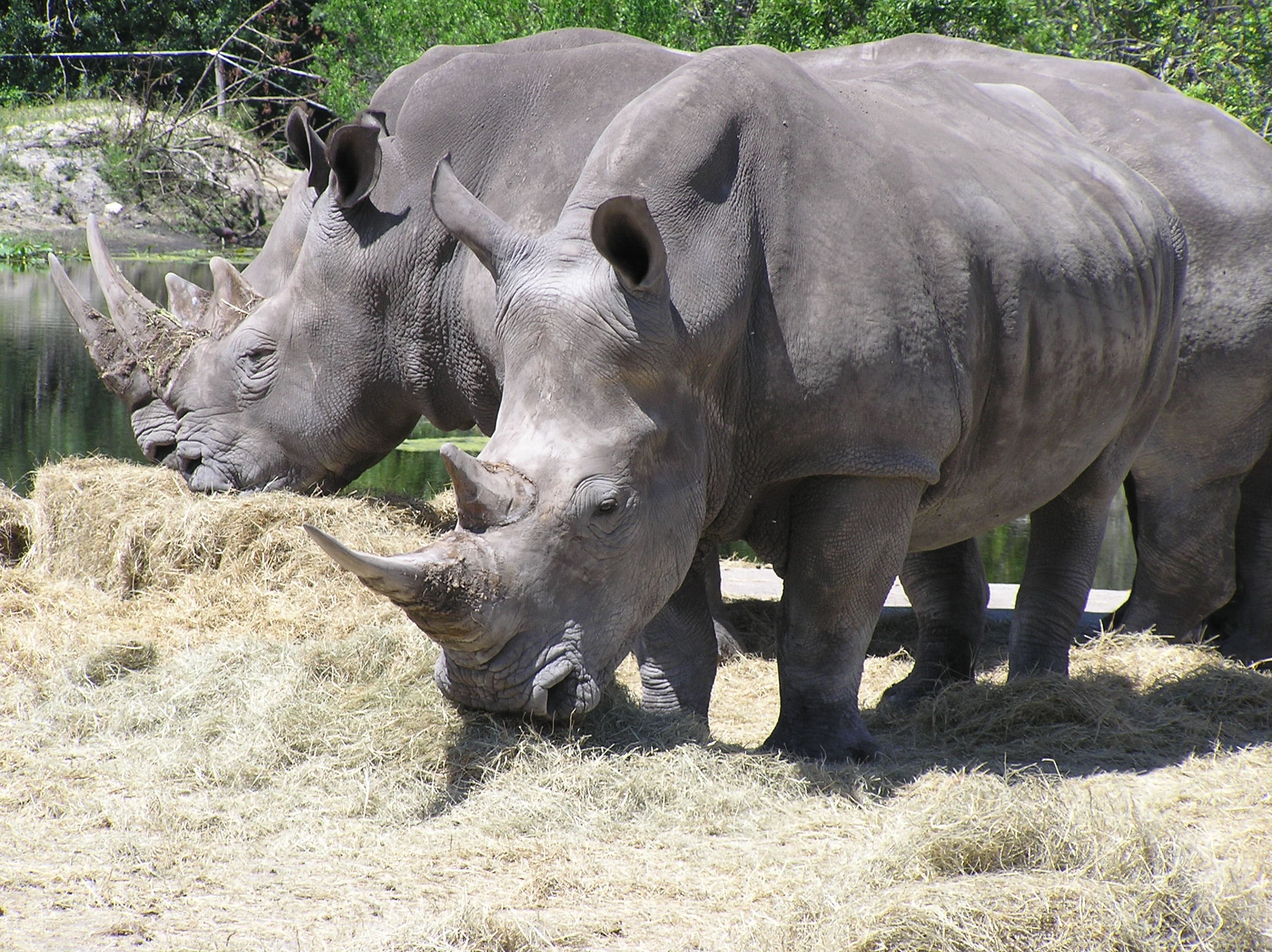 107913 baixar imagens animais, árvores, grama, uma família, família, rhinos, rinocerontes, feno - papéis de parede e protetores de tela gratuitamente