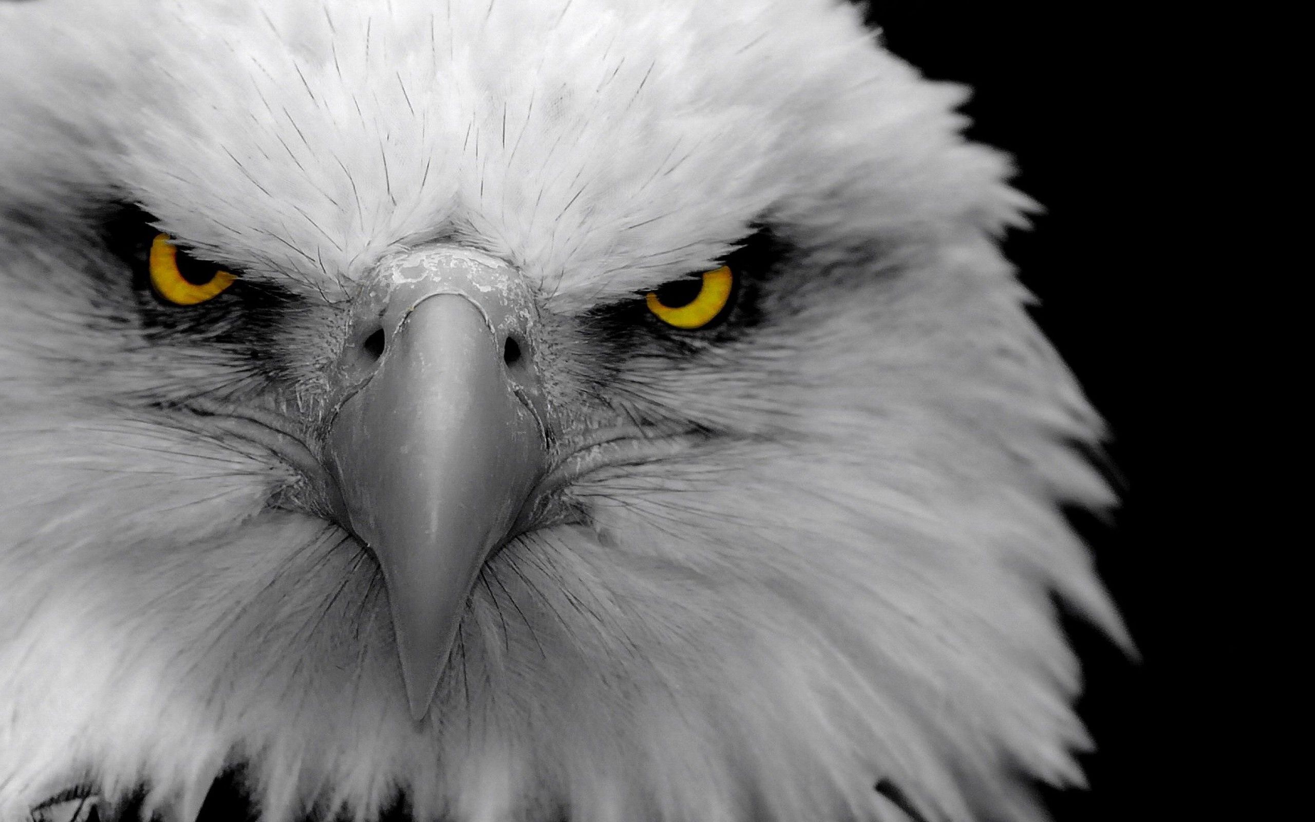 animals, predator, eagle, bird, beak High Definition image