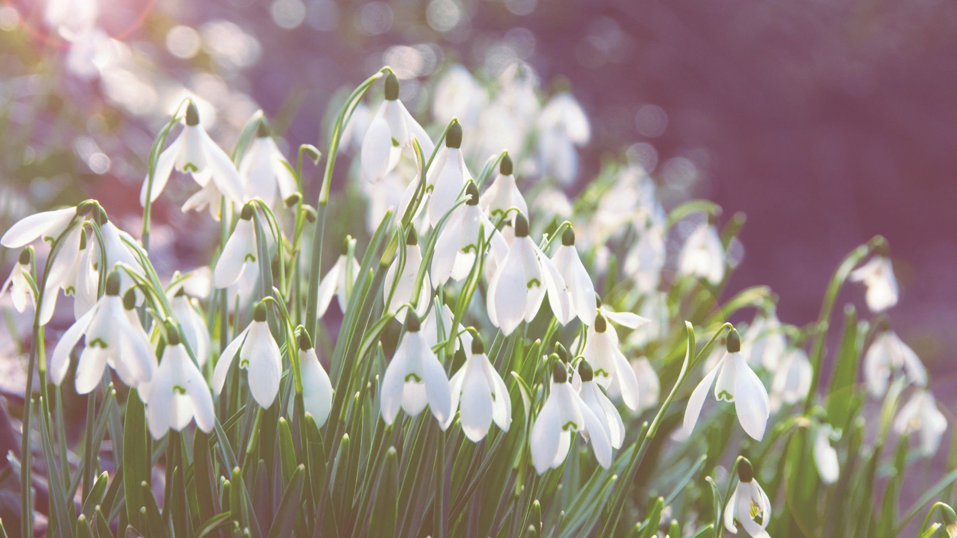 Download mobile wallpaper Snowdrops, Macro, Flowers, Light Coloured, Light for free.