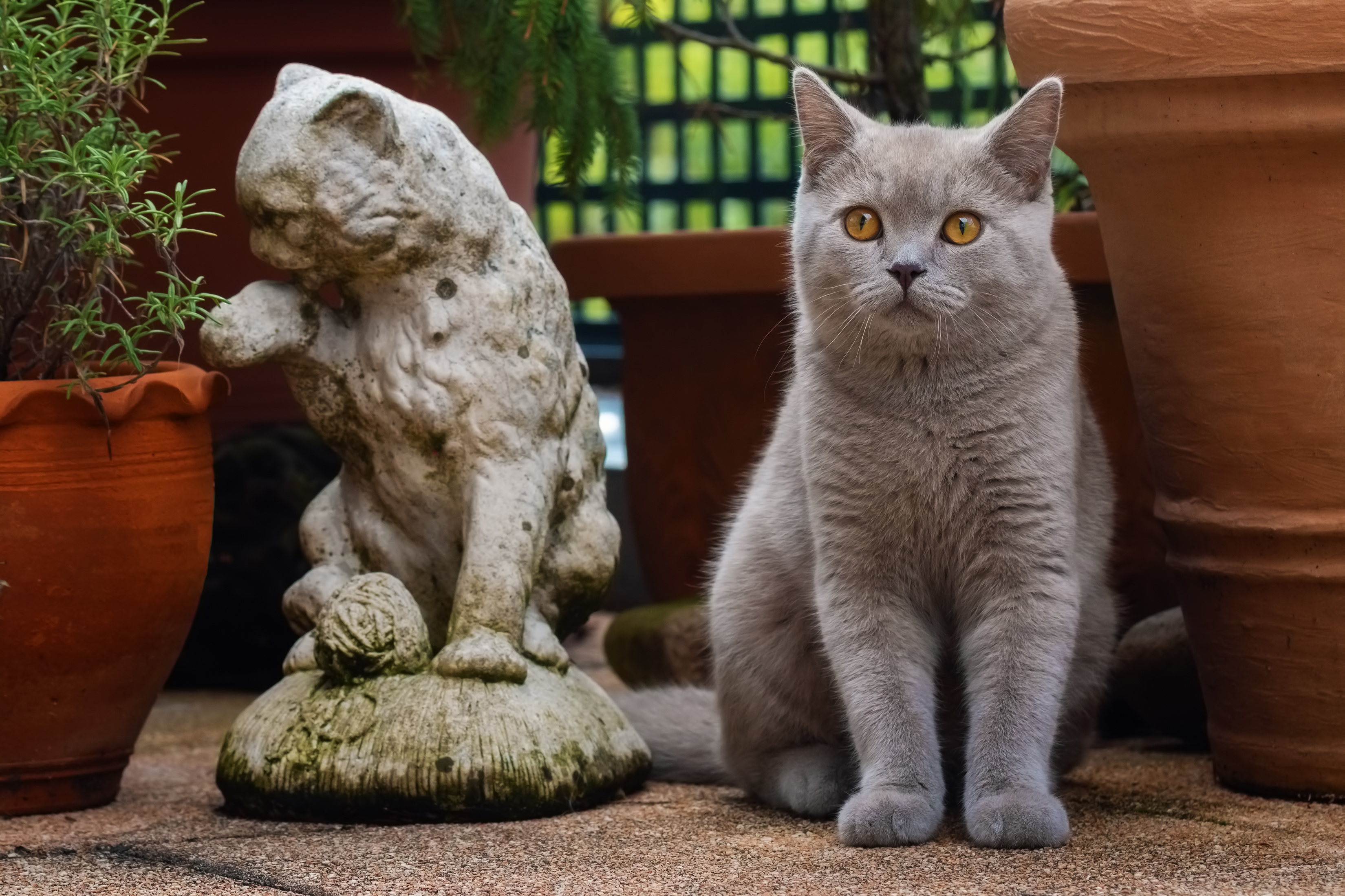 Фото сидящей кошки. Британская короткошёрстная кошка. Британская короткошёрстная кошка сидит. Котик сидит. Скульптура британский кот.