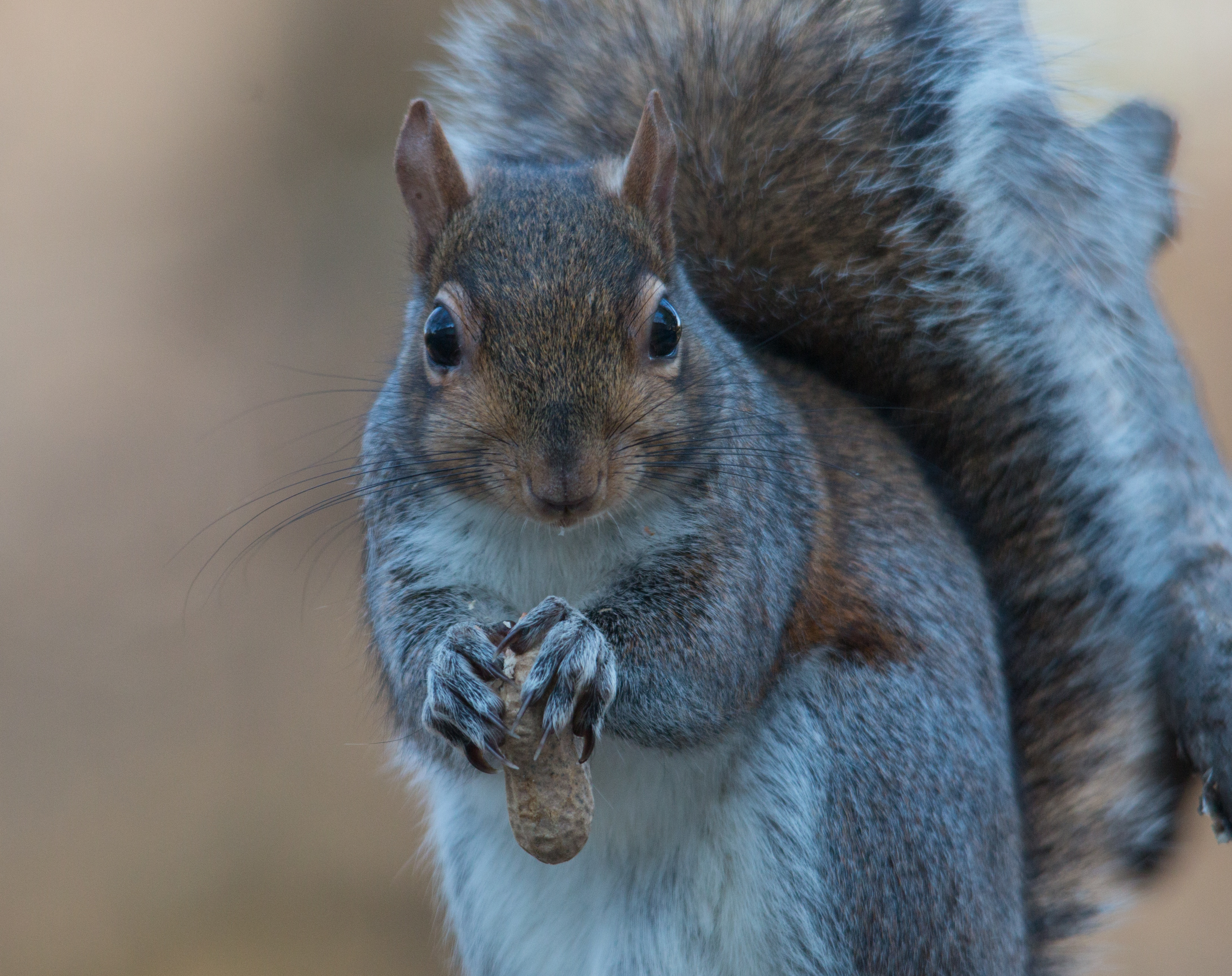 Laden Sie das Lebensmittel, Mutter, Nuss, Tiere, Eichhörnchen-Bild kostenlos auf Ihren PC-Desktop herunter