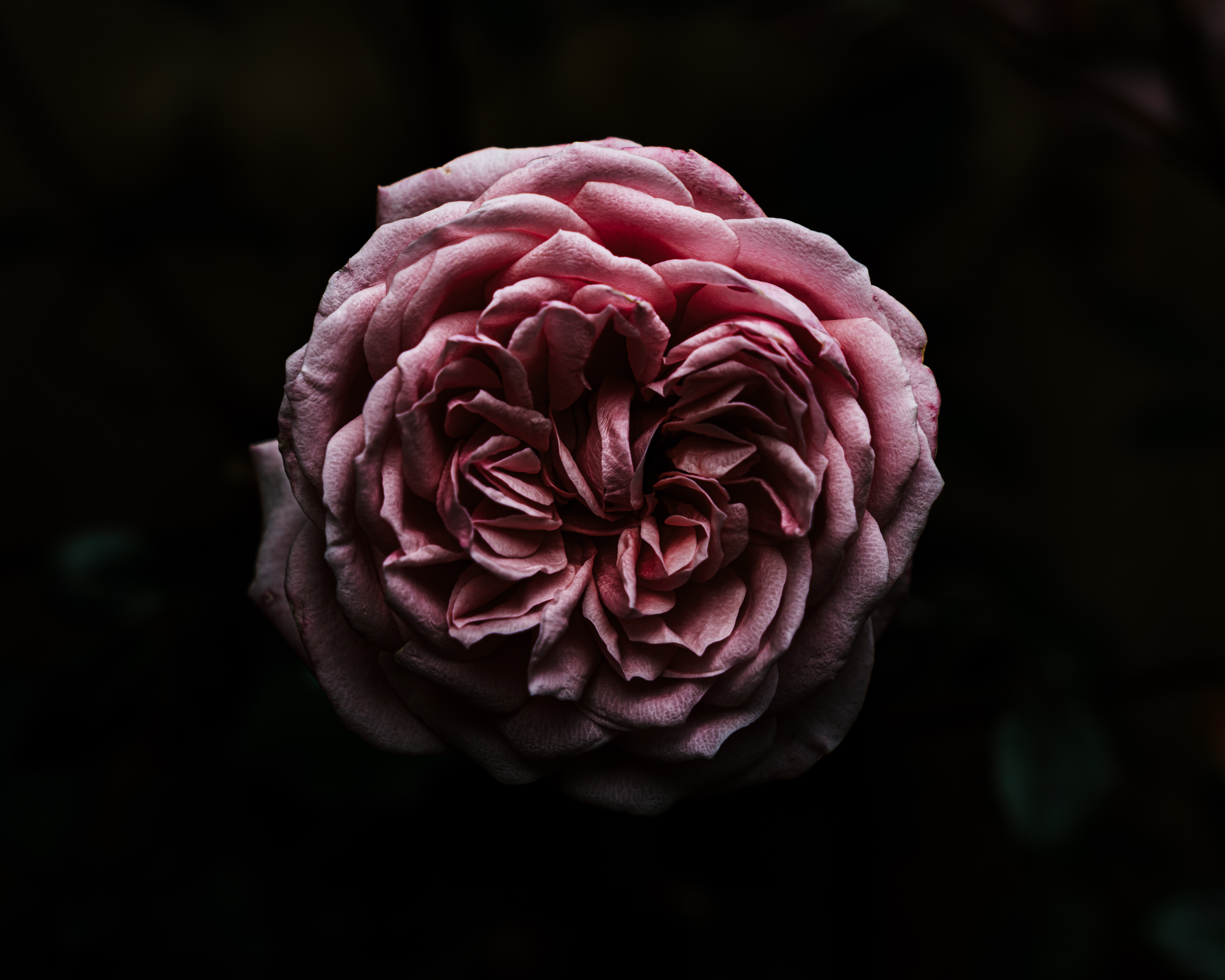 Download mobile wallpaper Flowers, Flower, Rose Flower, Rose, Close Up, Pink, Dark for free.