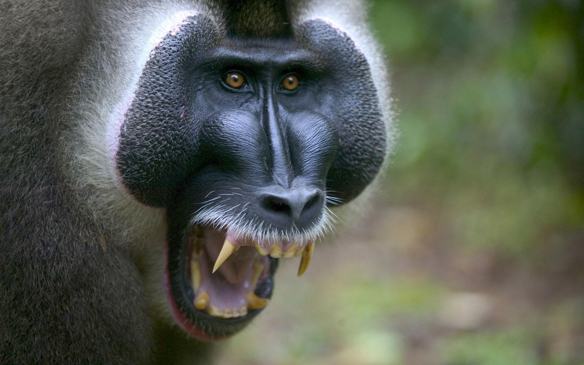 Download mobile wallpaper Muzzle, Fangs, Aggression, Animals, Monkey for free.