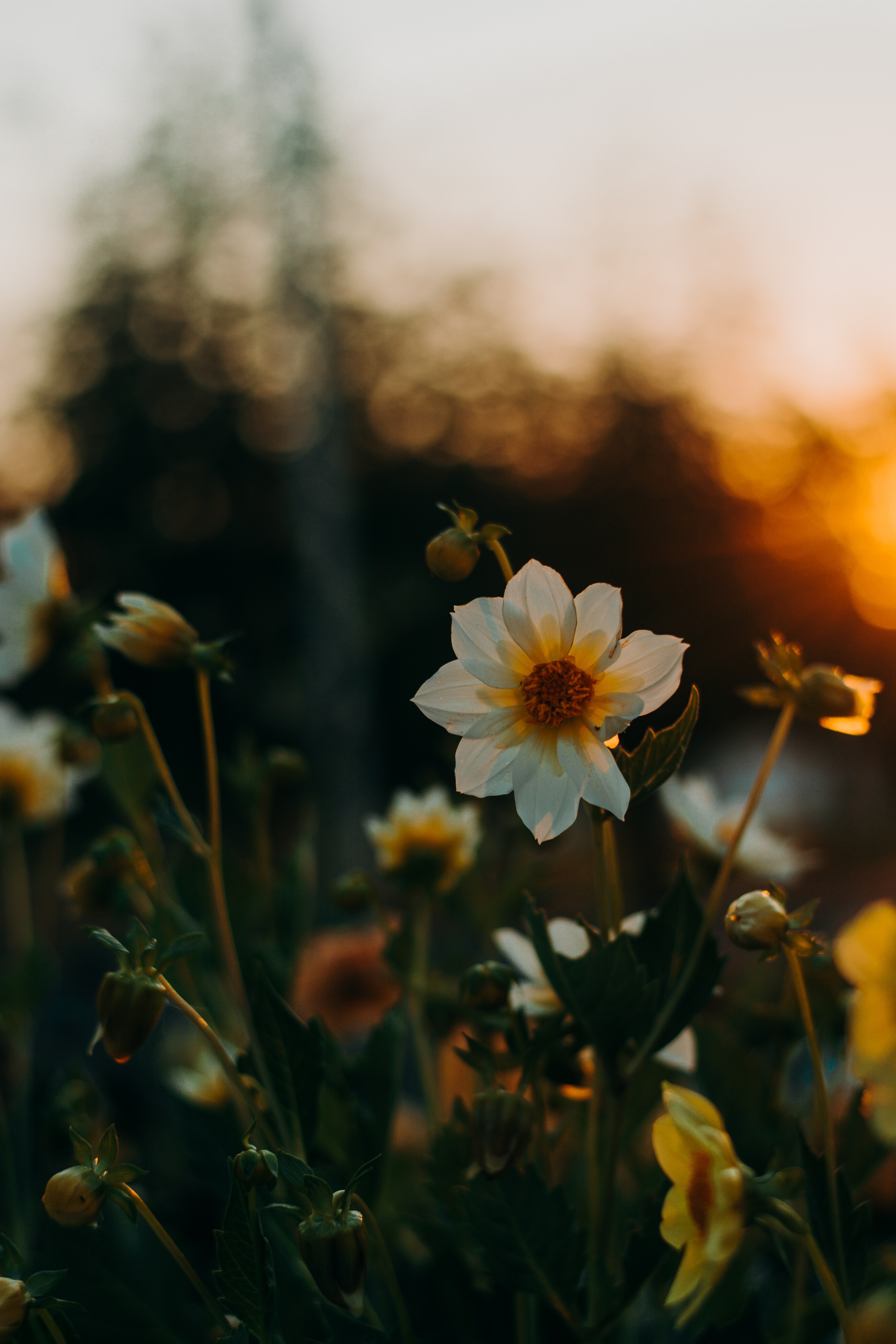 Laden Sie das Sunset, Unschärfe, Glatt, Blumenbeet, Blumen-Bild kostenlos auf Ihren PC-Desktop herunter