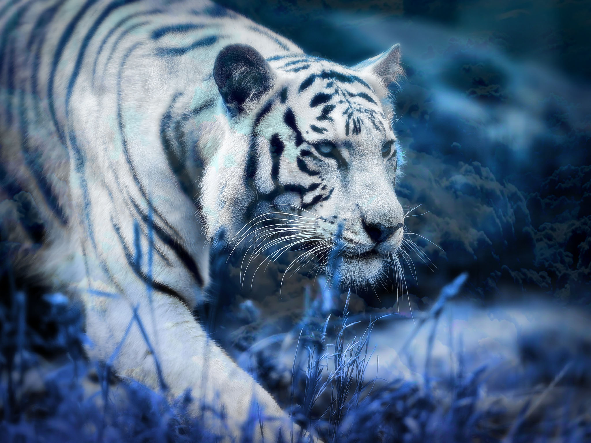 Картинки тигра