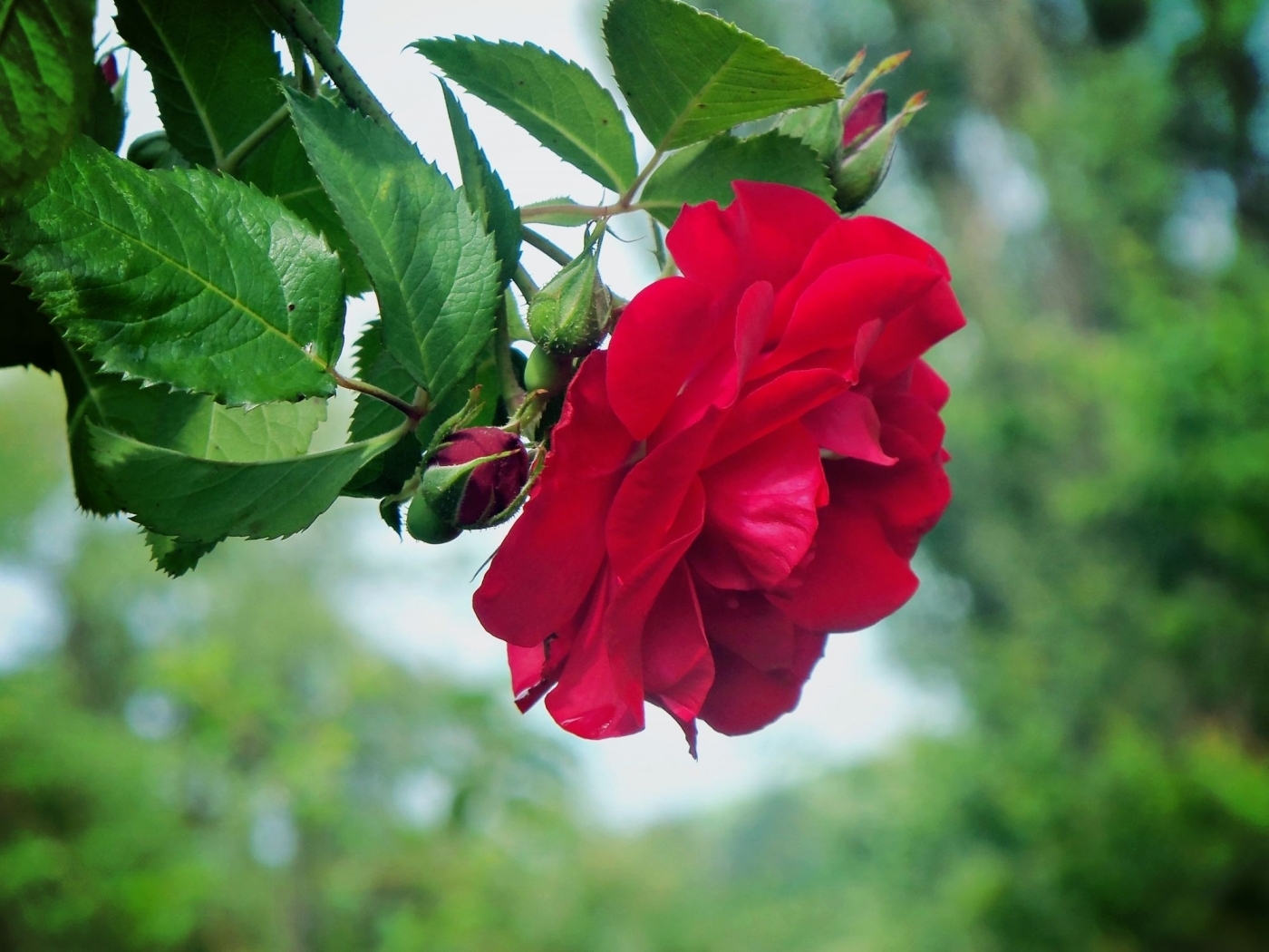 免费下载植物, 花卉, 玫瑰手机壁纸。