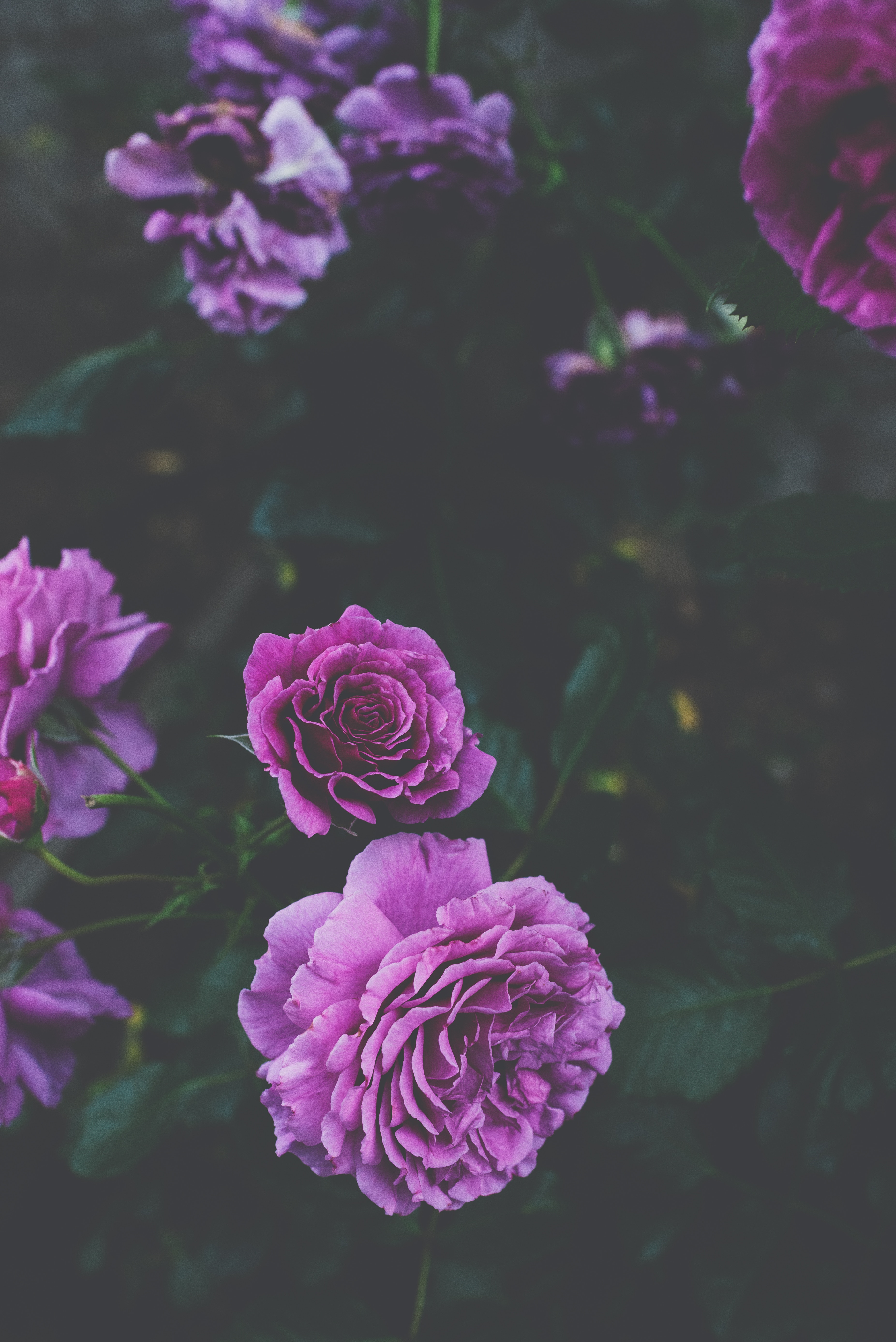 134992 descargar imagen flores, roses, violeta, arbusto, púrpura, cogollos, brotes: fondos de pantalla y protectores de pantalla gratis
