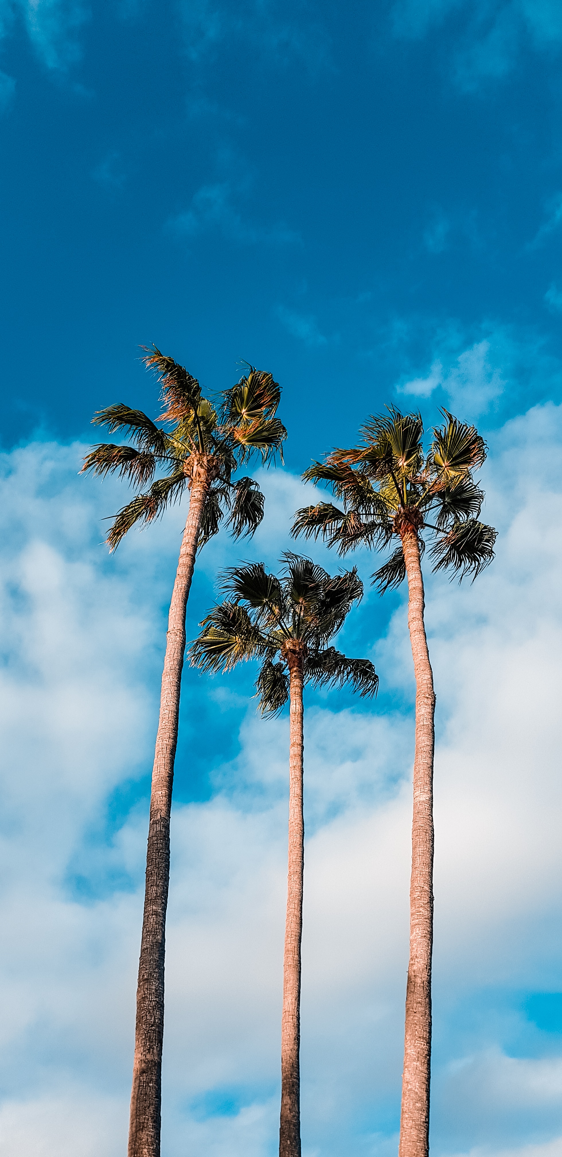 Download mobile wallpaper Clouds, Sky, Trees, Nature, Palms, Tropics for free.
