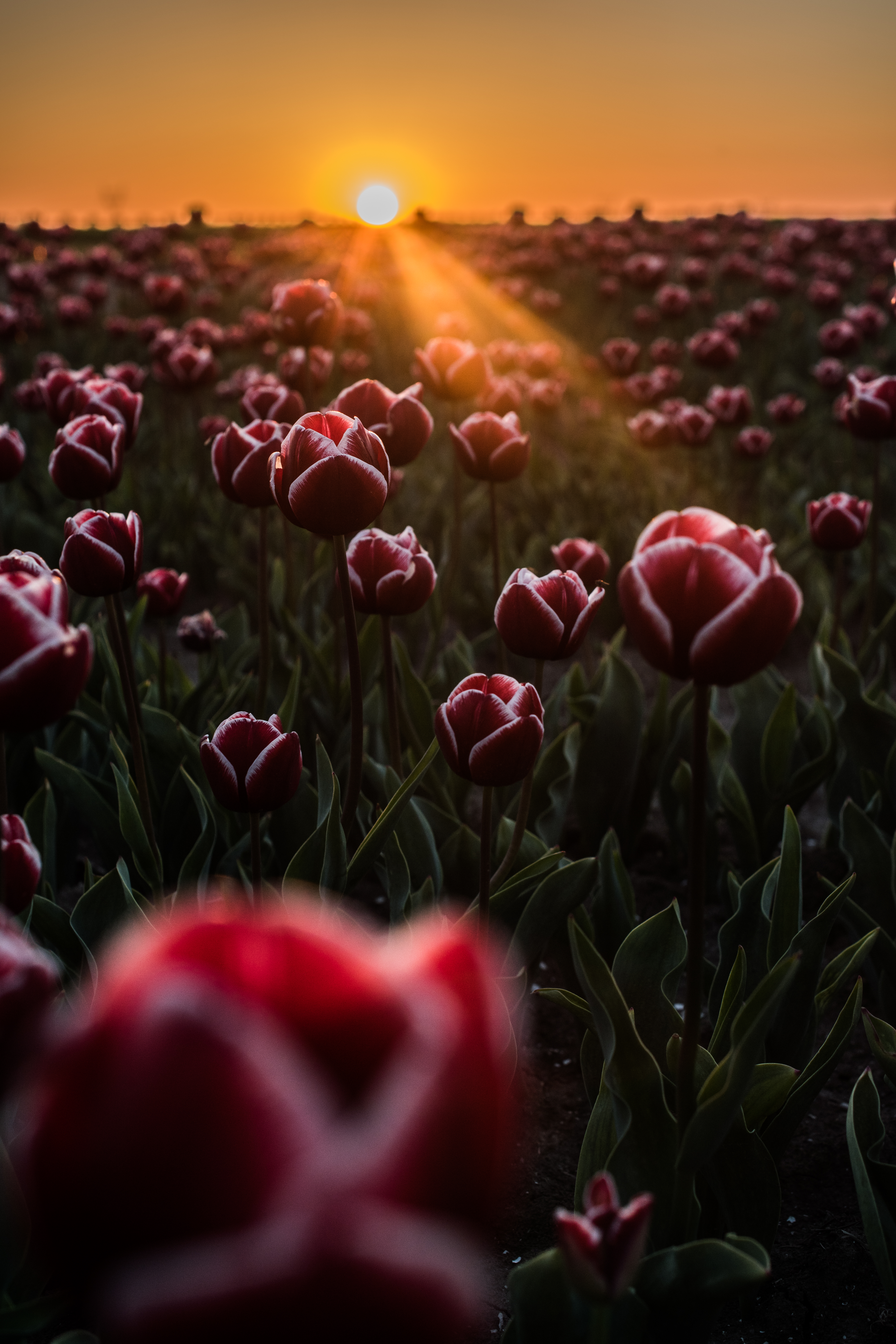 tulips, field, flowers, horizon, sunlight HD wallpaper