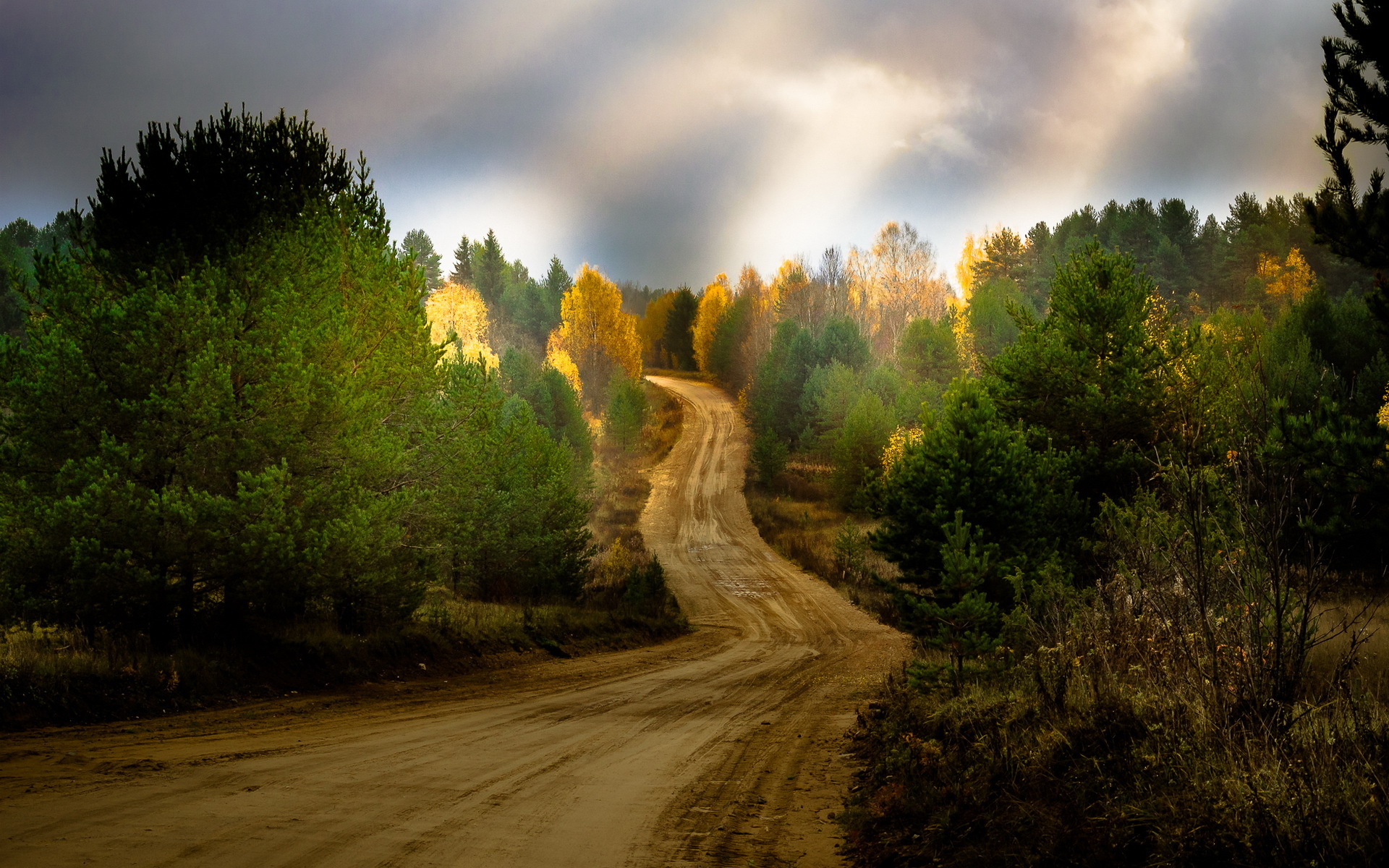 man made, road, country, dirt road, tree