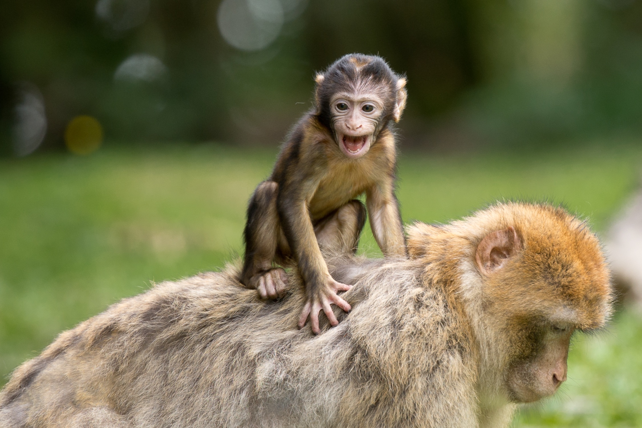 animal, monkey, baby animal, macaque, monkeys