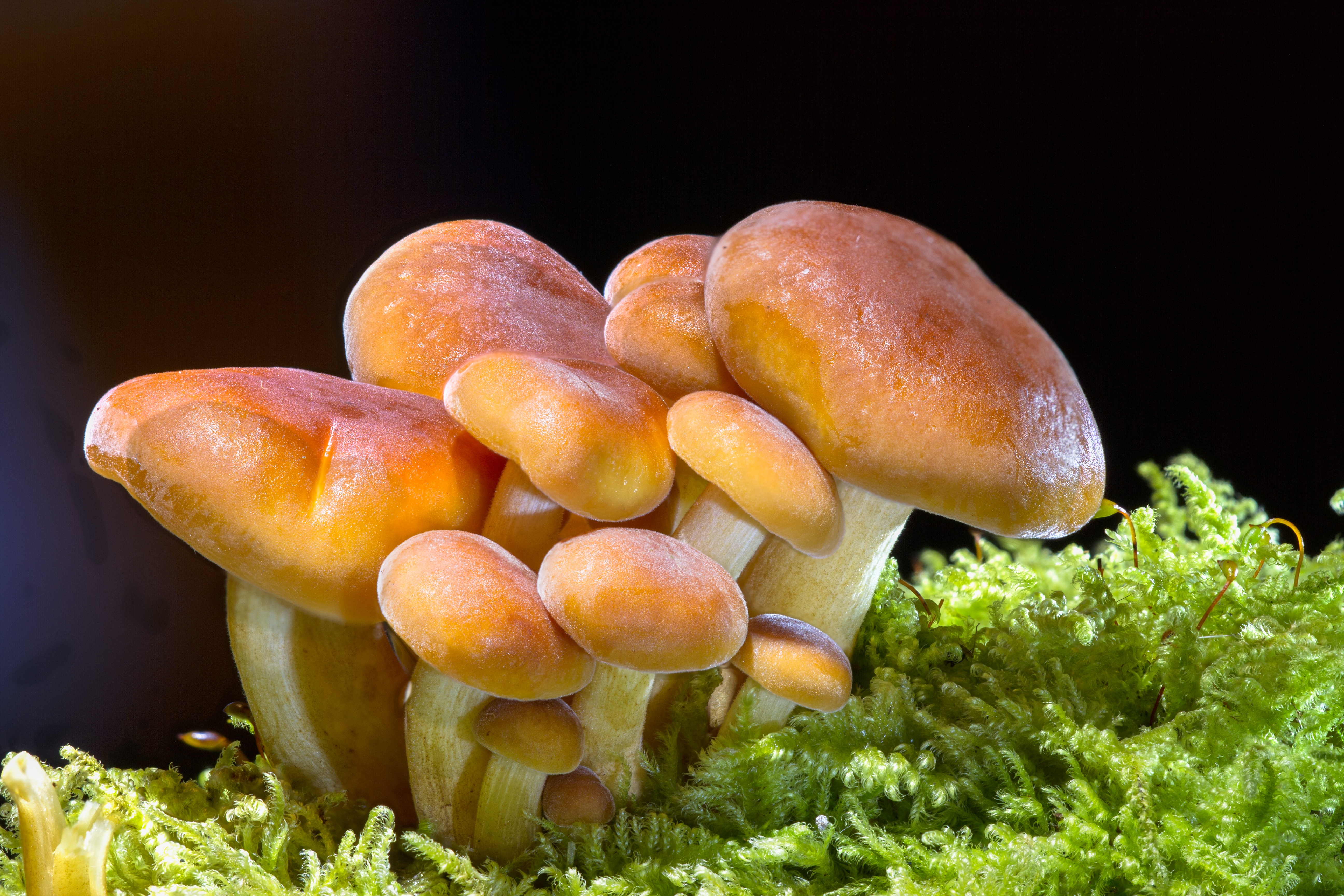 К чему снятся грибы. Машрумс грибы. Грибница опят. Маслята и опята. Красивые грибочки.