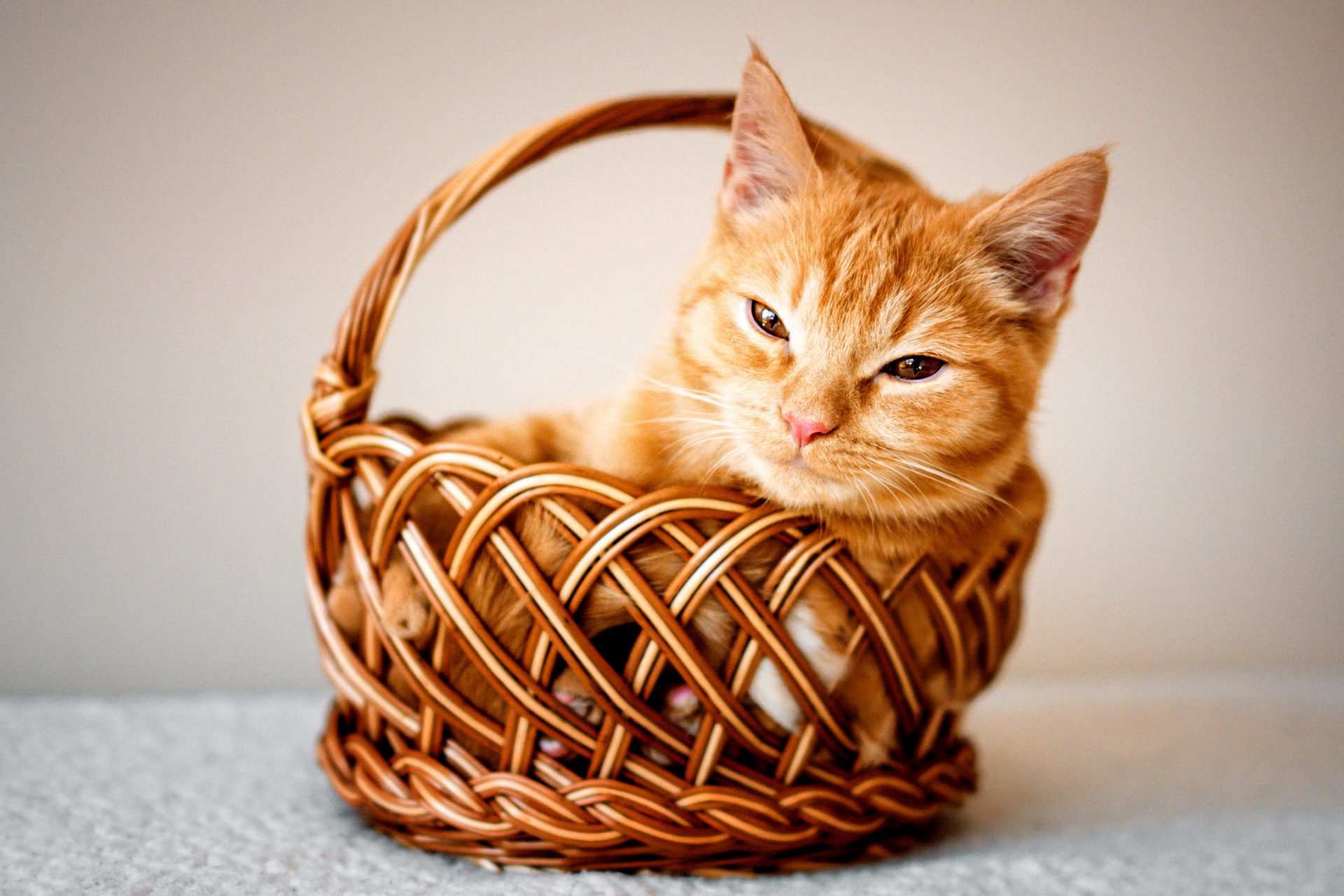Download mobile wallpaper Cats, Cat, Animal, Basket for free.