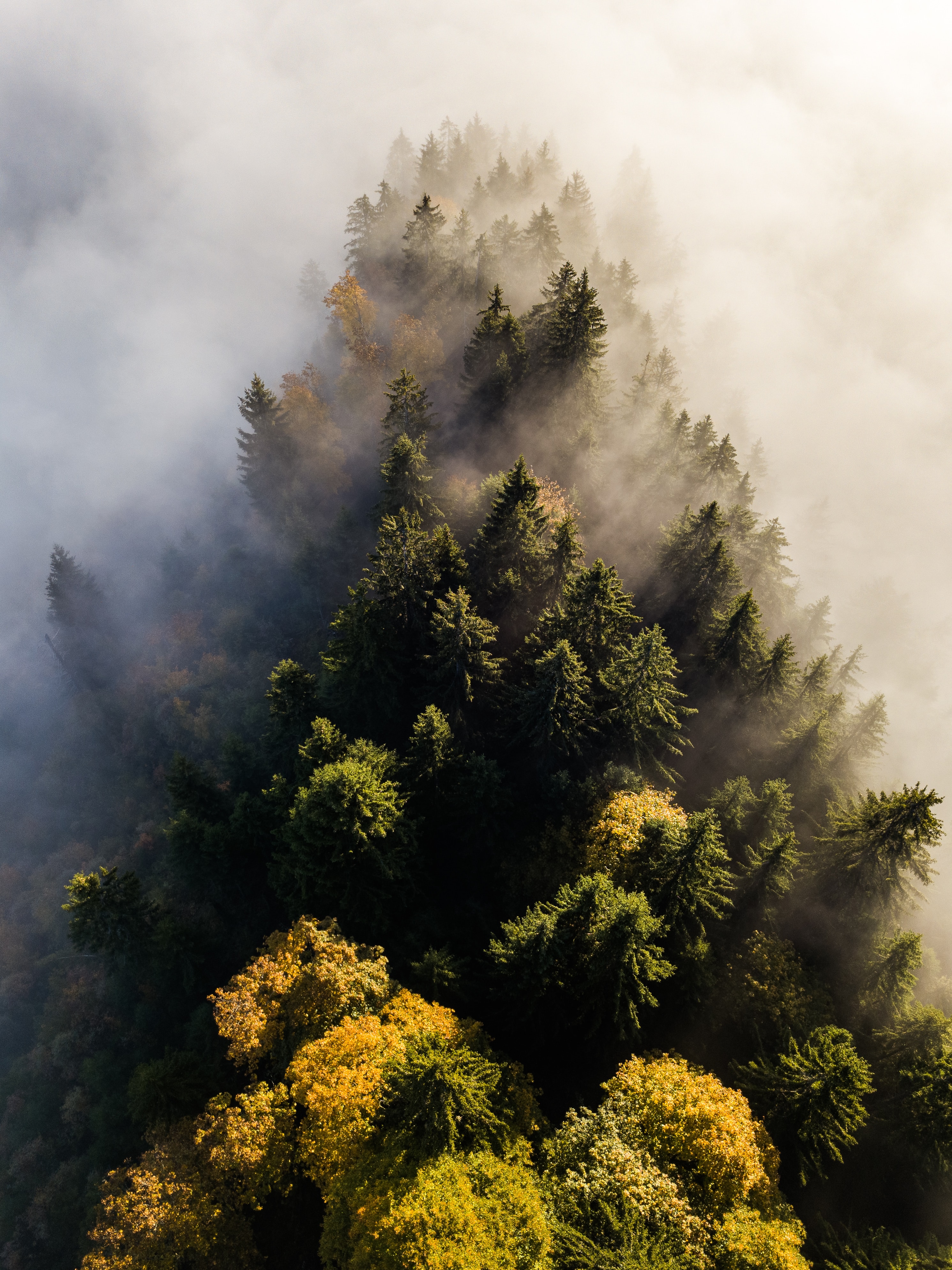 119049 descargar imagen vista desde arriba, naturaleza, árboles, arriba, bosque, niebla, tops: fondos de pantalla y protectores de pantalla gratis